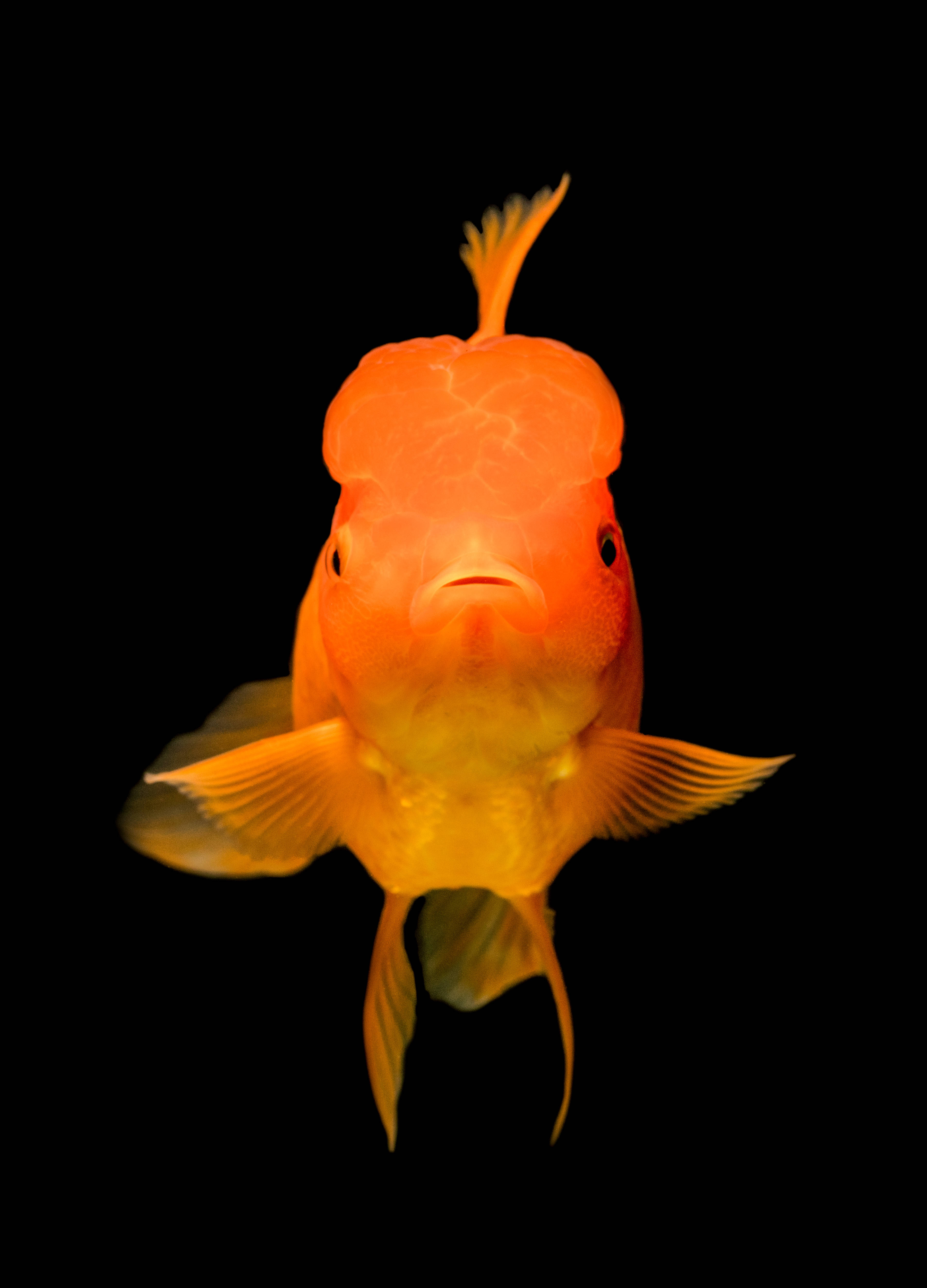 Paraíso Tropical Subacuático: Banco de Peces Vibrantes Fondos de pantalla