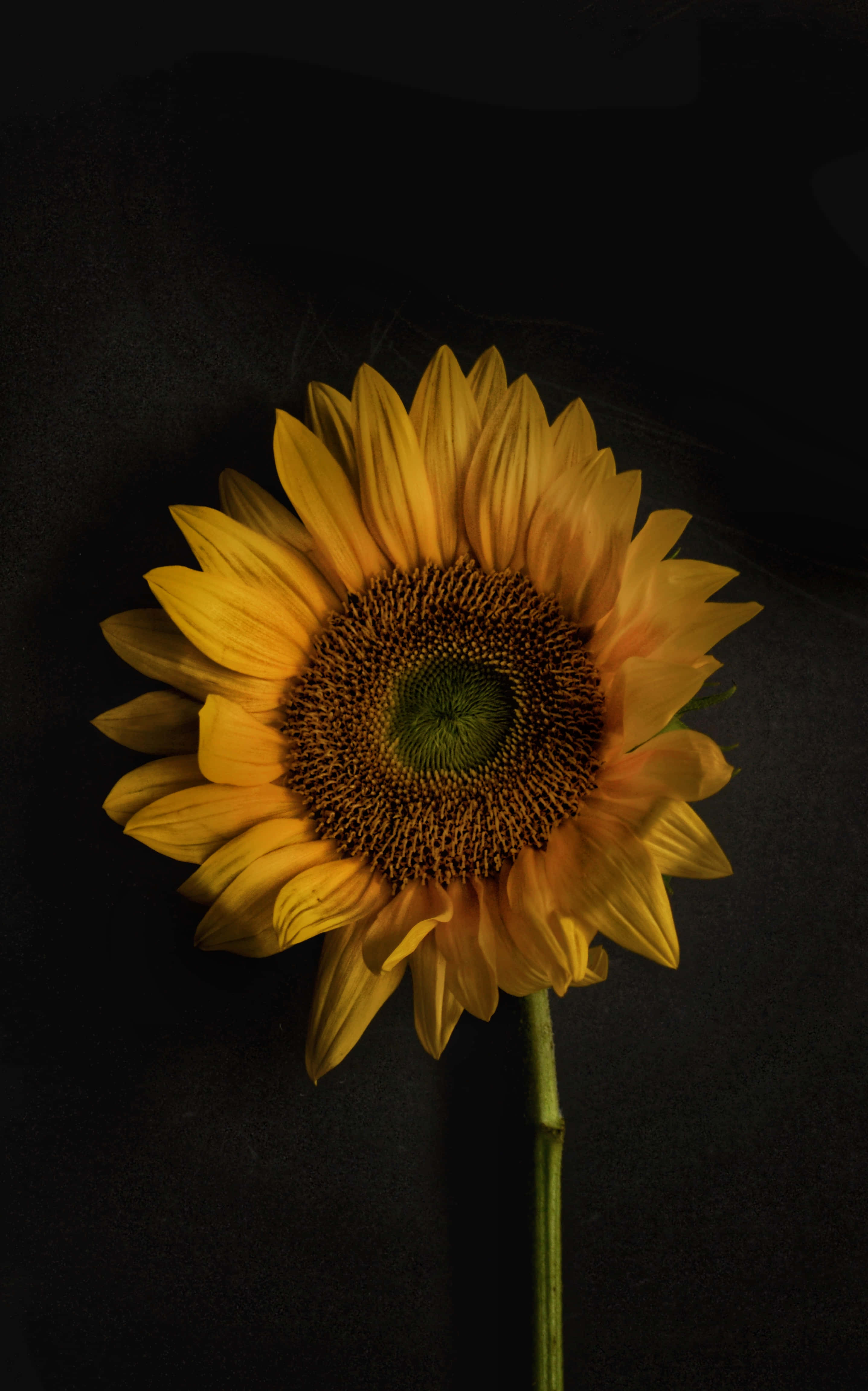 Parche en un Teléfono Girasol Fondos de pantalla