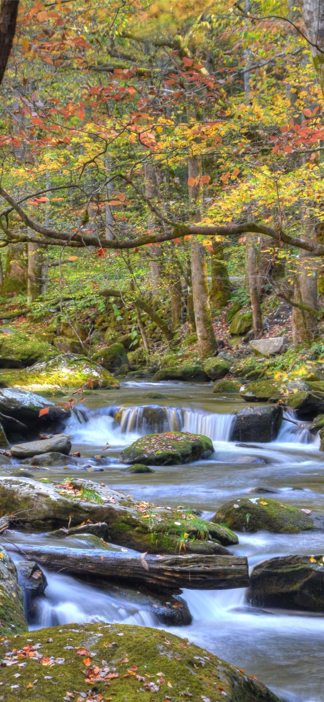 Parque Nacional Great Smoky Mountains Río Rocoso Fondos de pantalla