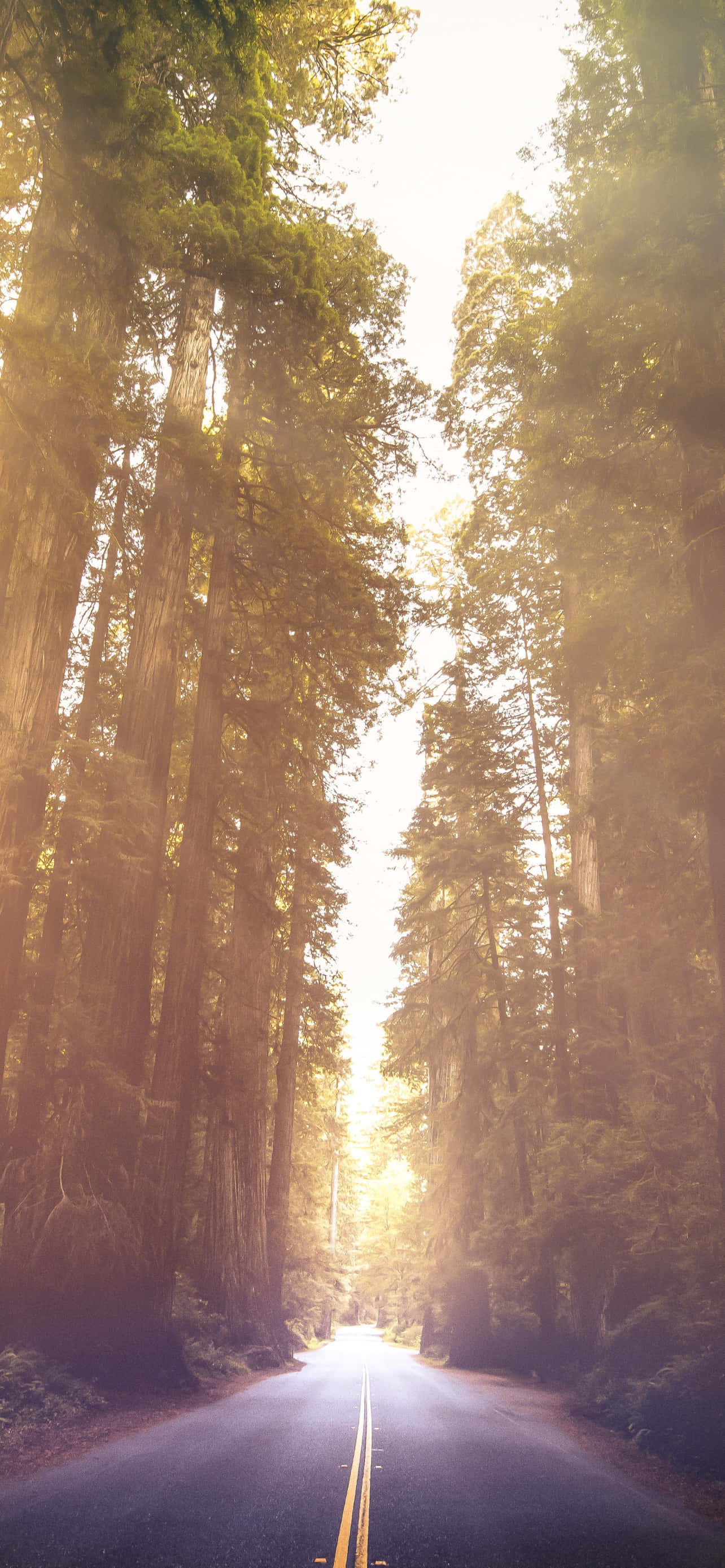 Parque Nacional Redwood Avenida de los Gigantes Fondos de pantalla