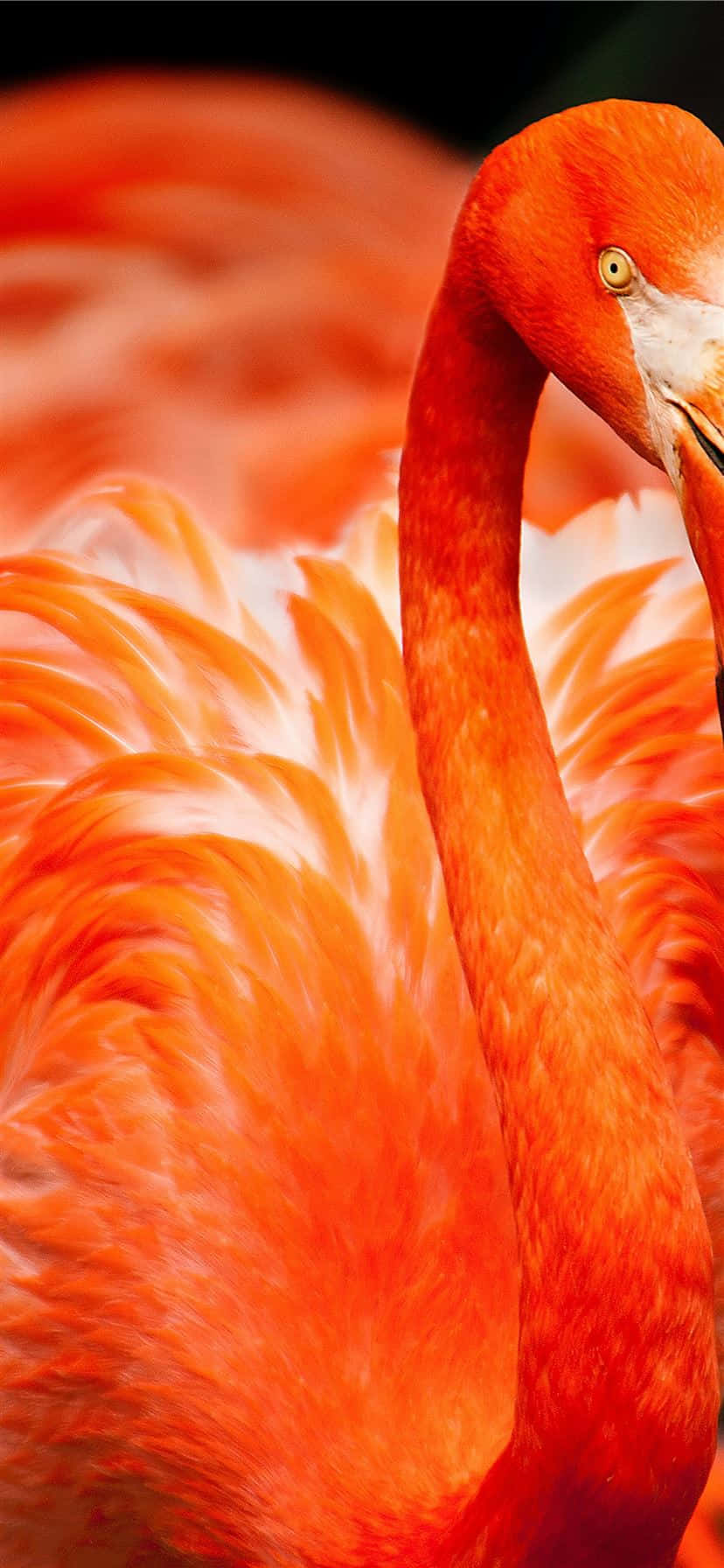 Pasa tiempo en el paraíso con esta fotografía única de un Flamenco durante el día Fondos de pantalla
