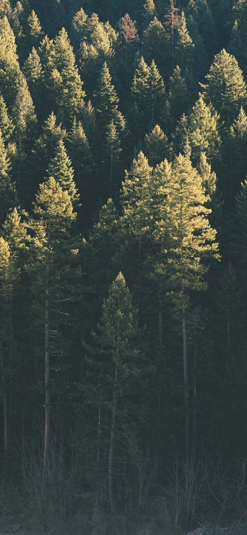 "Pasea tranquilamente por la naturaleza con Árboles iPhone" Fondos de pantalla
