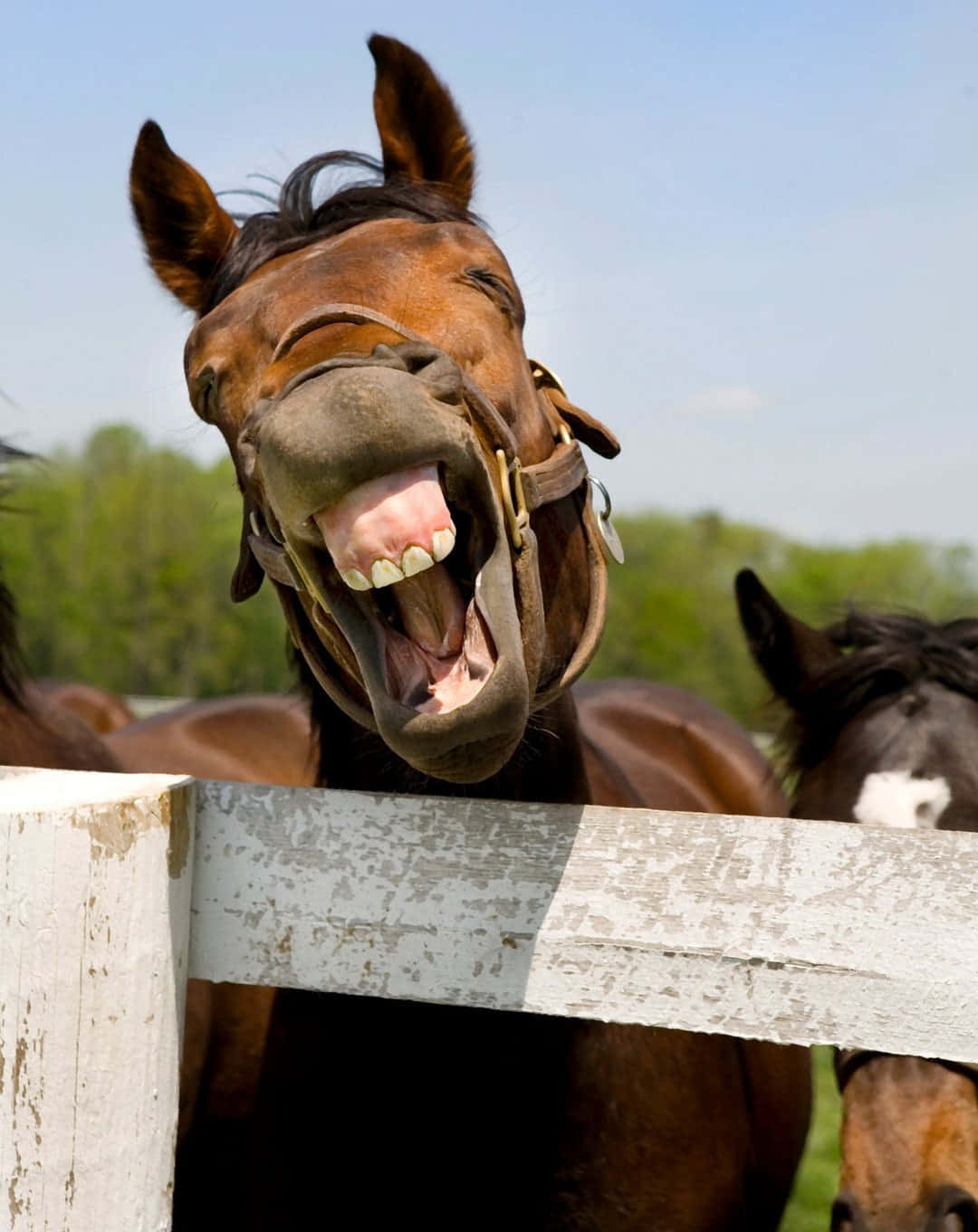 Paseo humorístico de un perro a caballo en la naturaleza Fondos de pantalla