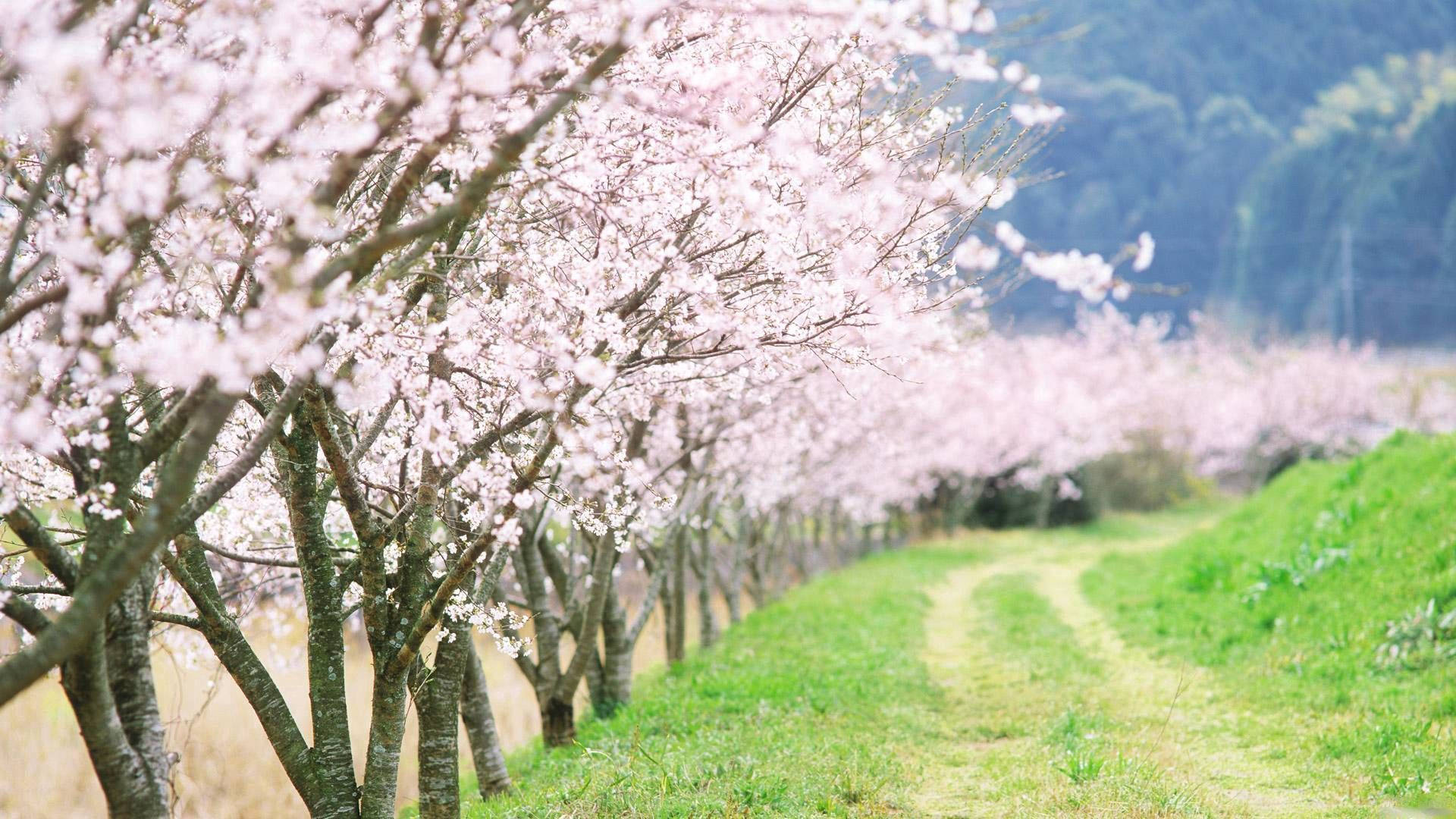 Paseo tranquilo por un camino rural sinuoso en un día de primavera Fondos de pantalla