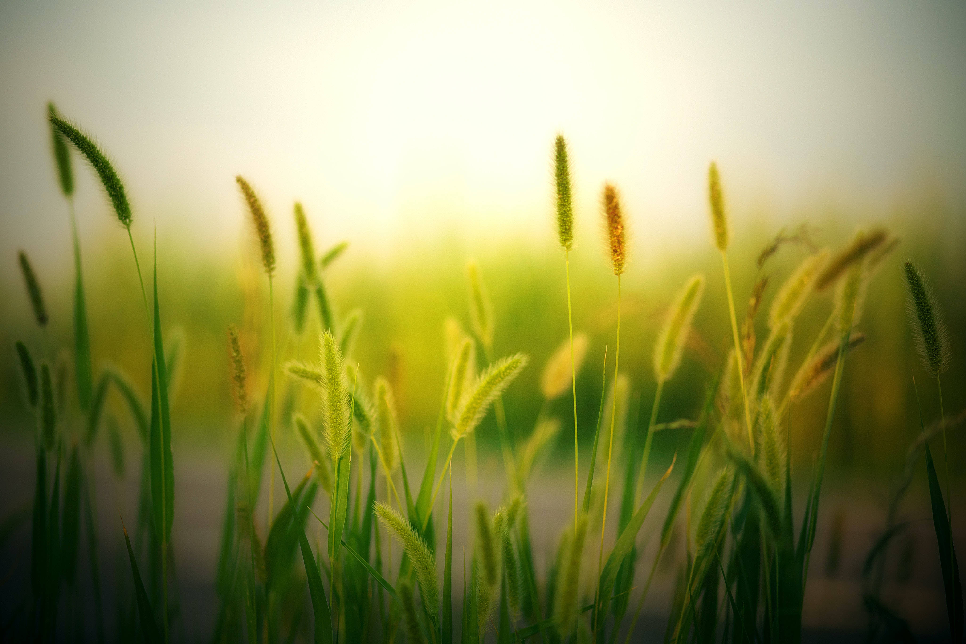 Pasto Verde Estético Fondos de pantalla
