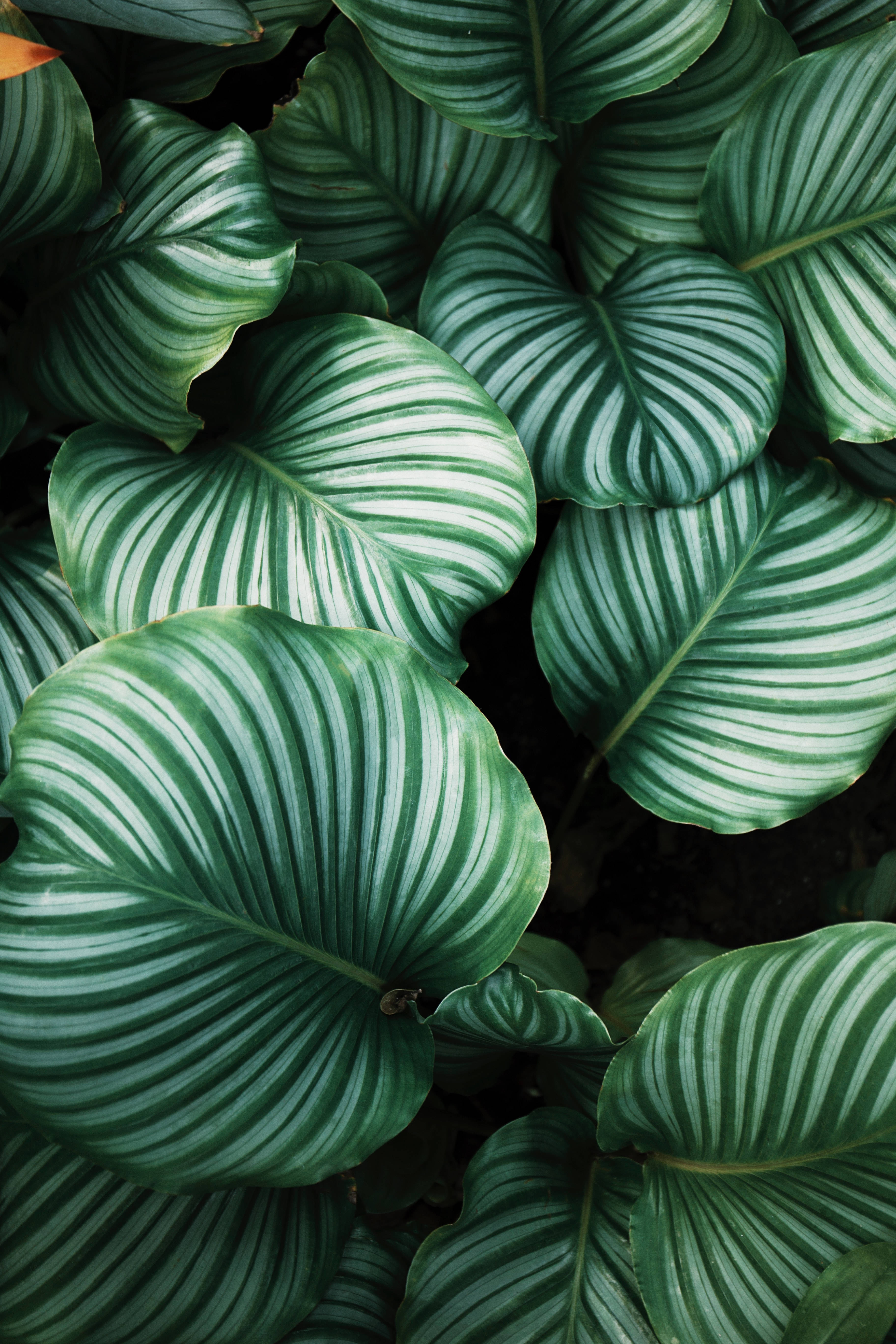 Patrón estético sutil con toque ecológico Fondos de pantalla
