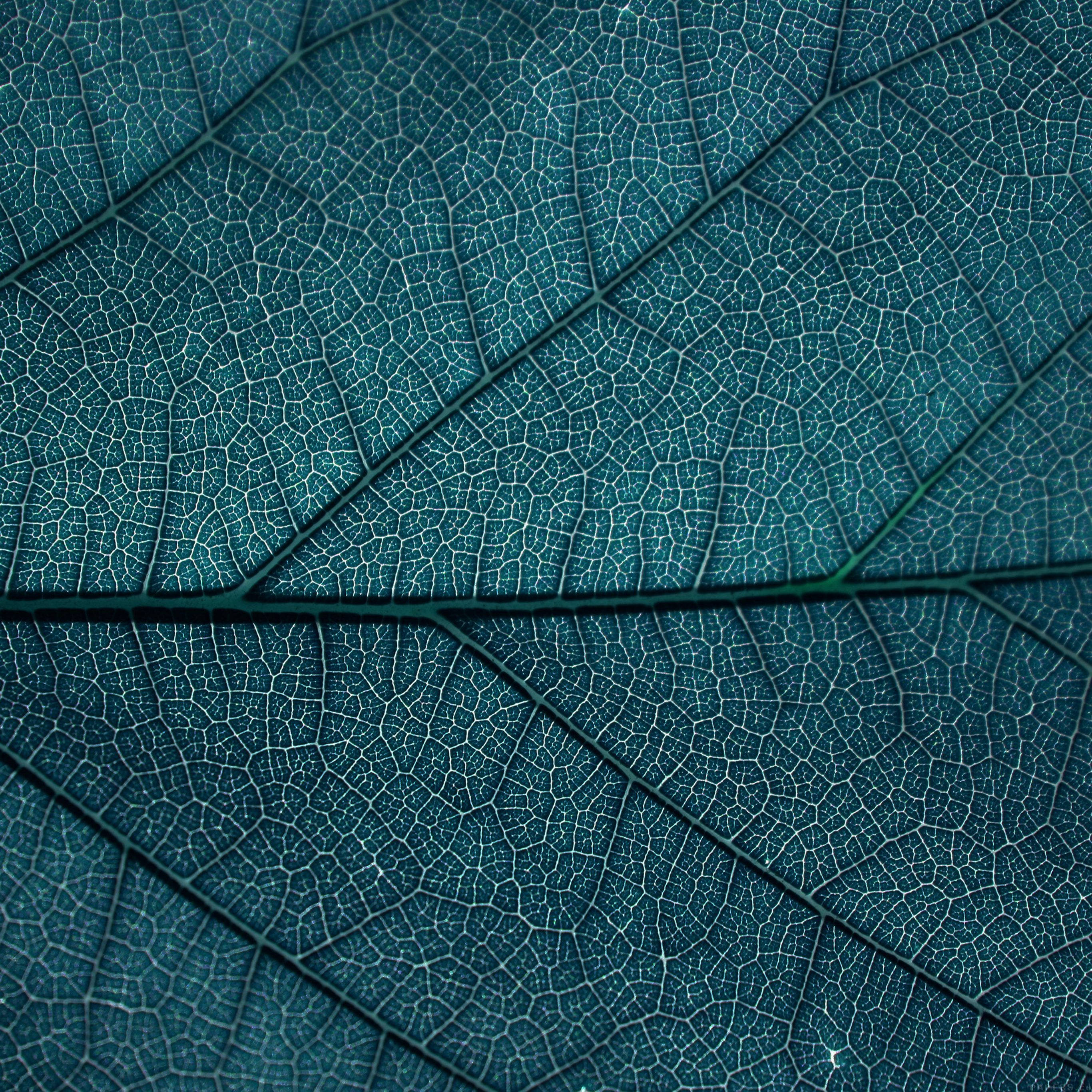 Patrón Estético de Textura de Hoja Fondos de pantalla