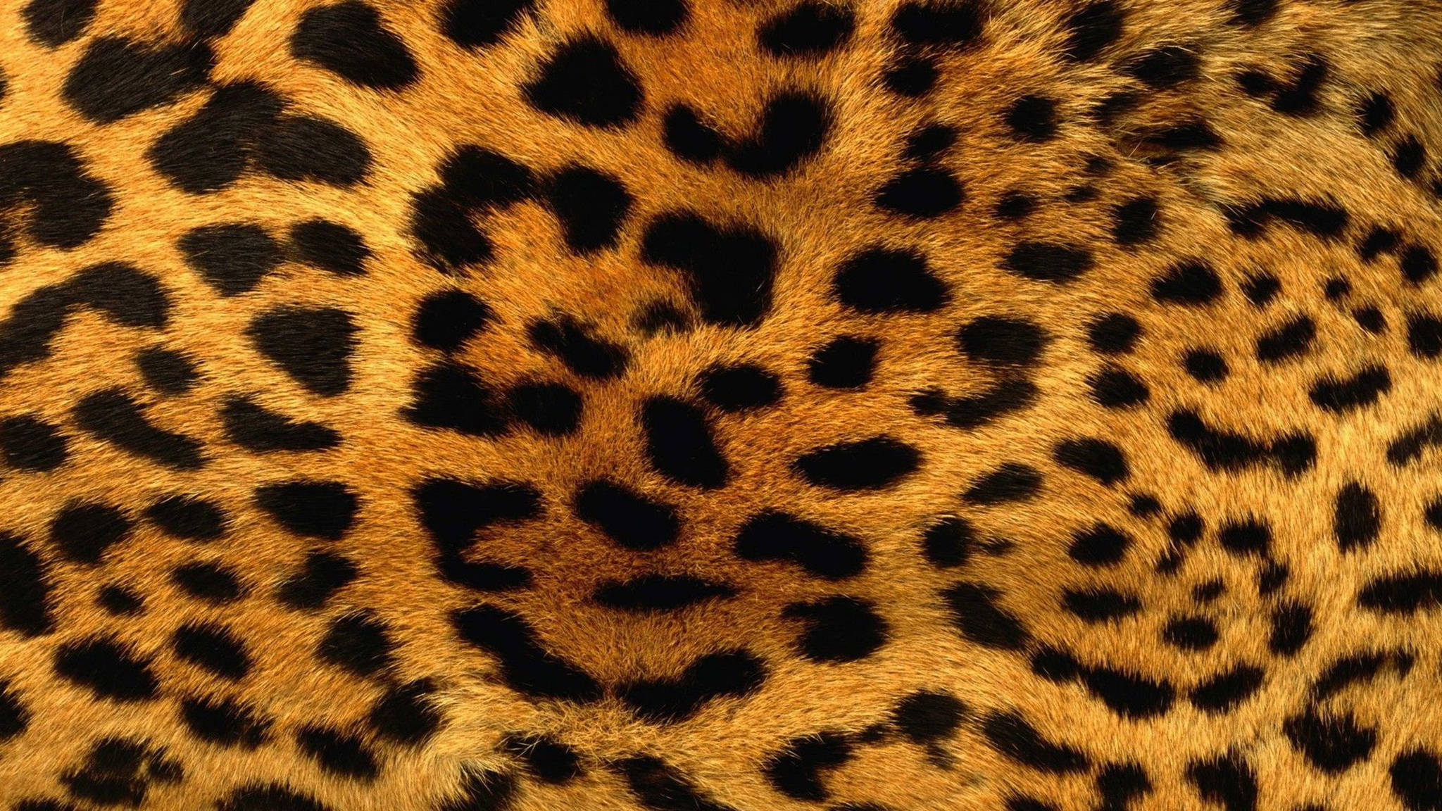 Patrón genial de leopardo Fondos de pantalla