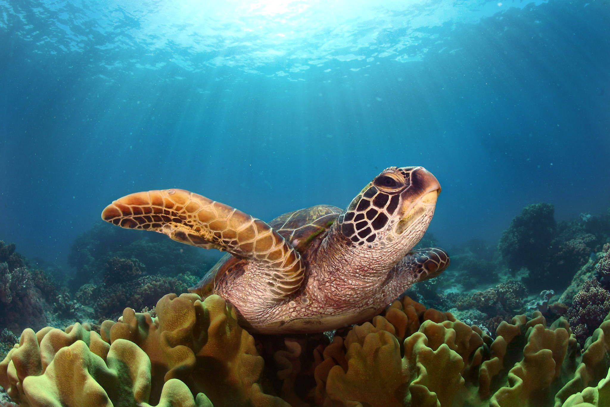 Patrón Marrón Tortuga Linda Fondos de pantalla