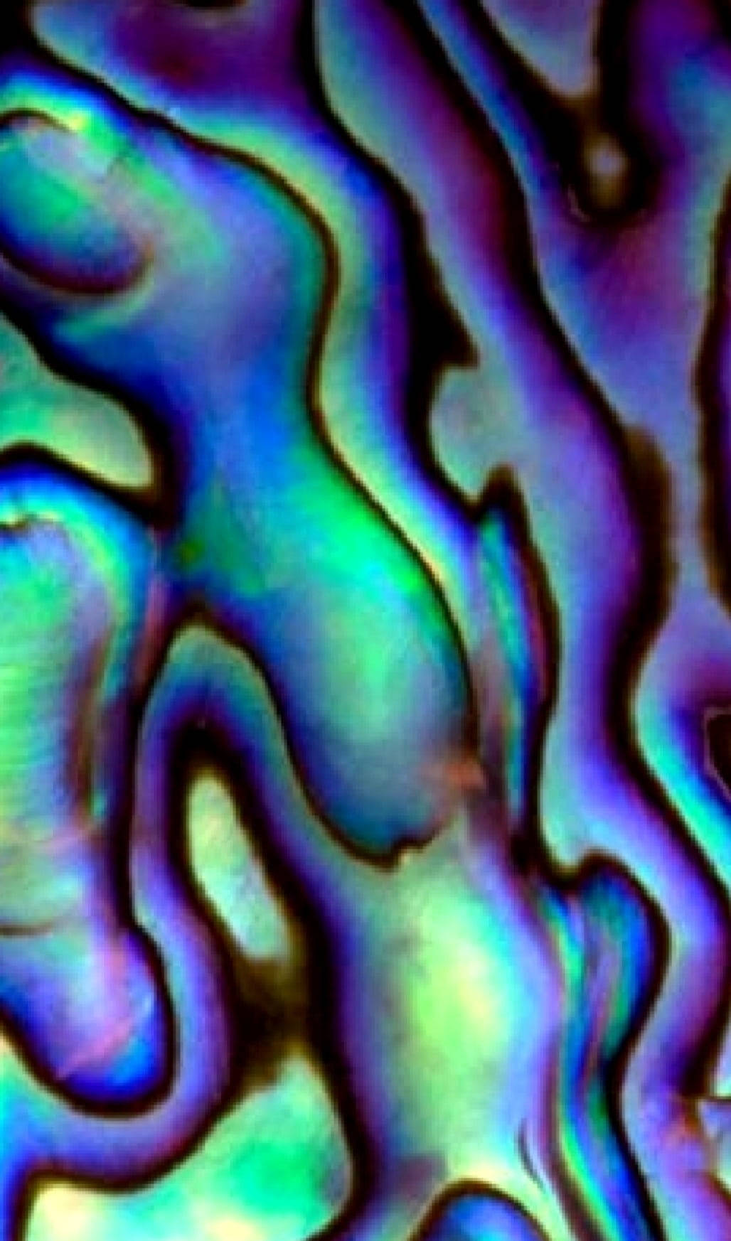 Patrón Radiante de Concha de Abulón Fondos de pantalla
