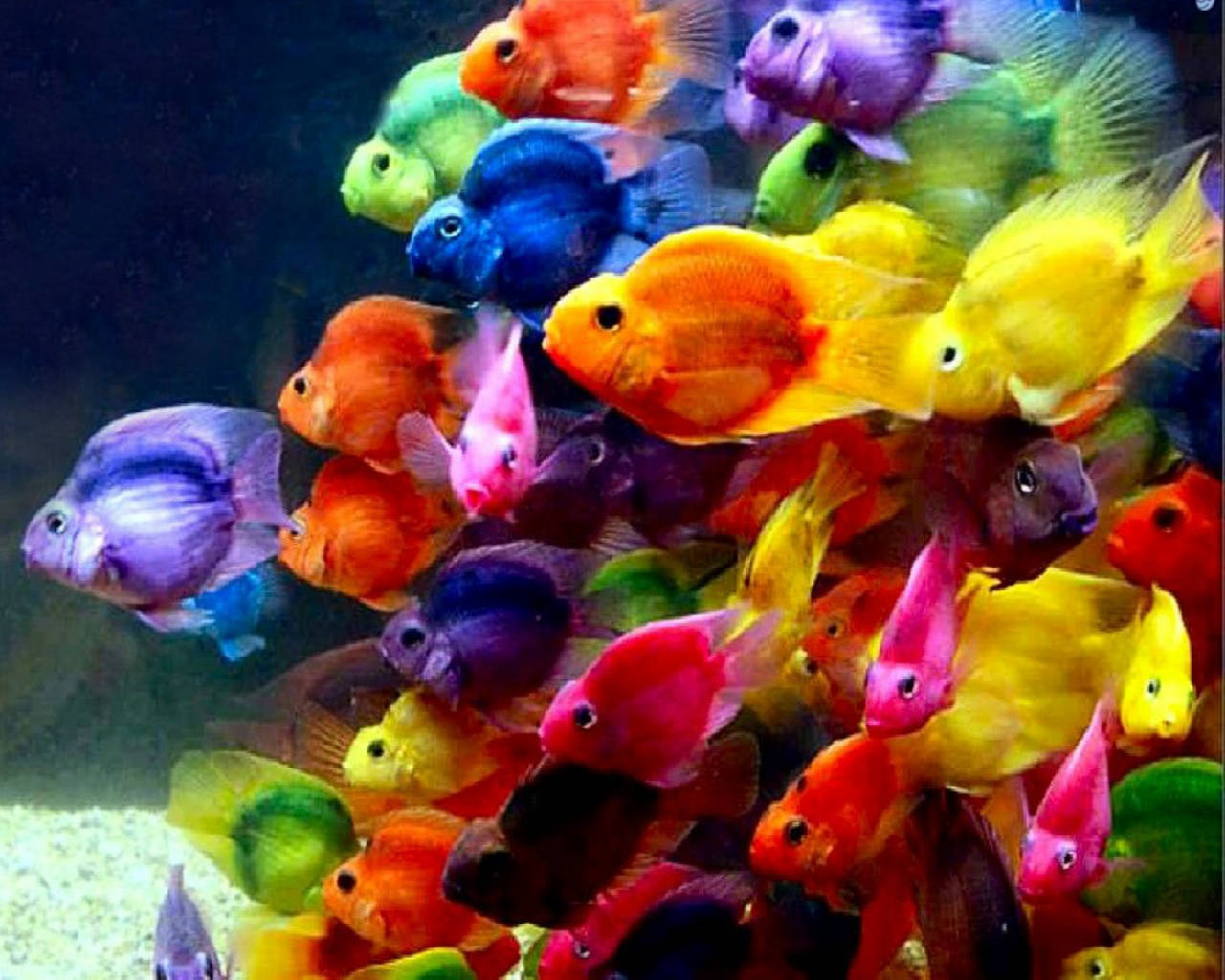 Peces diminutos y coloridos geniales Fondos de pantalla