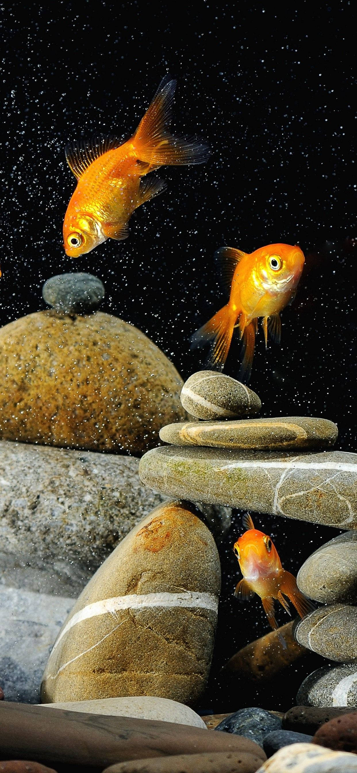 Peces Dorados y Rocas Fondos de pantalla