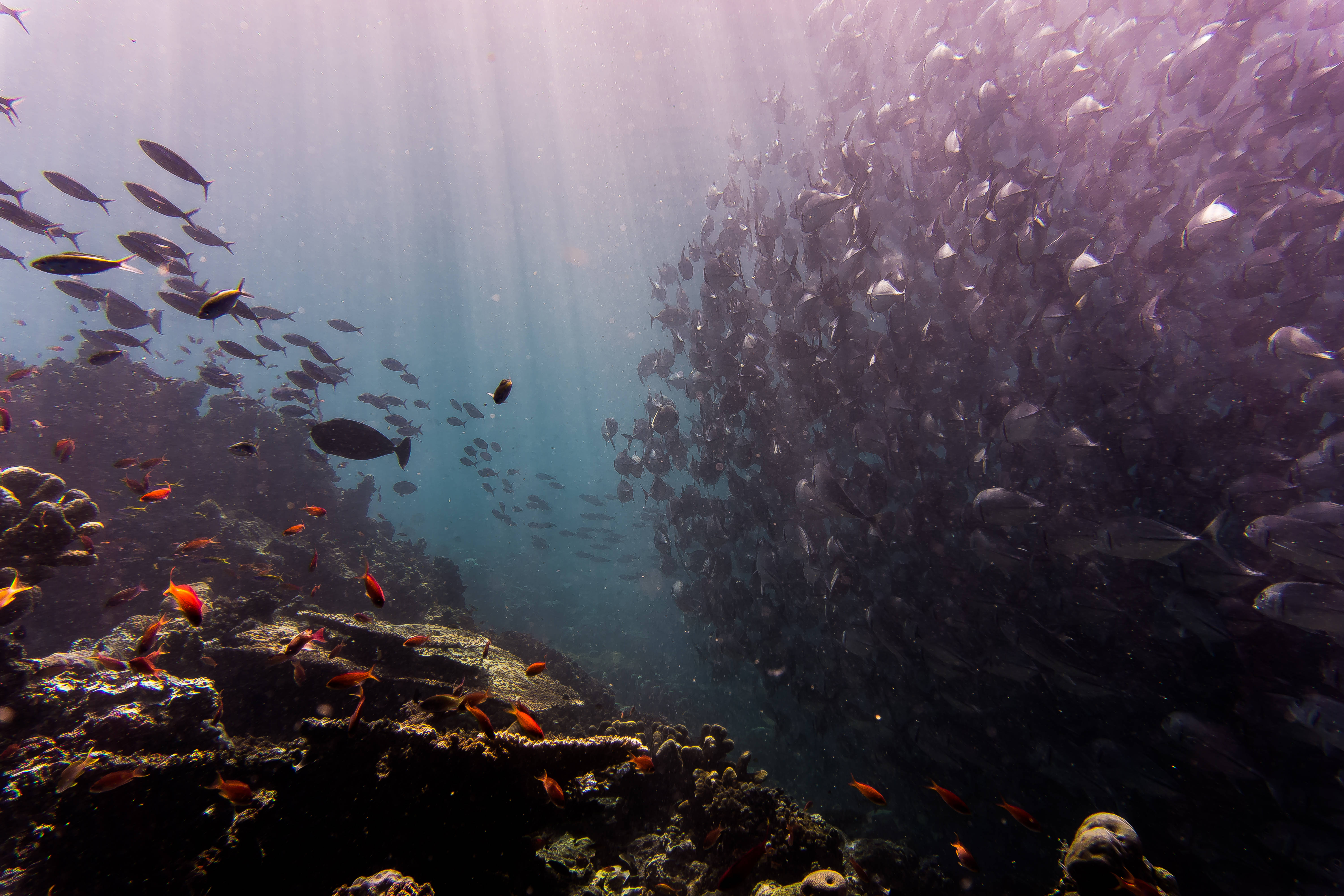 Peces en Cardumen 4K Ultra HD Fondos de pantalla