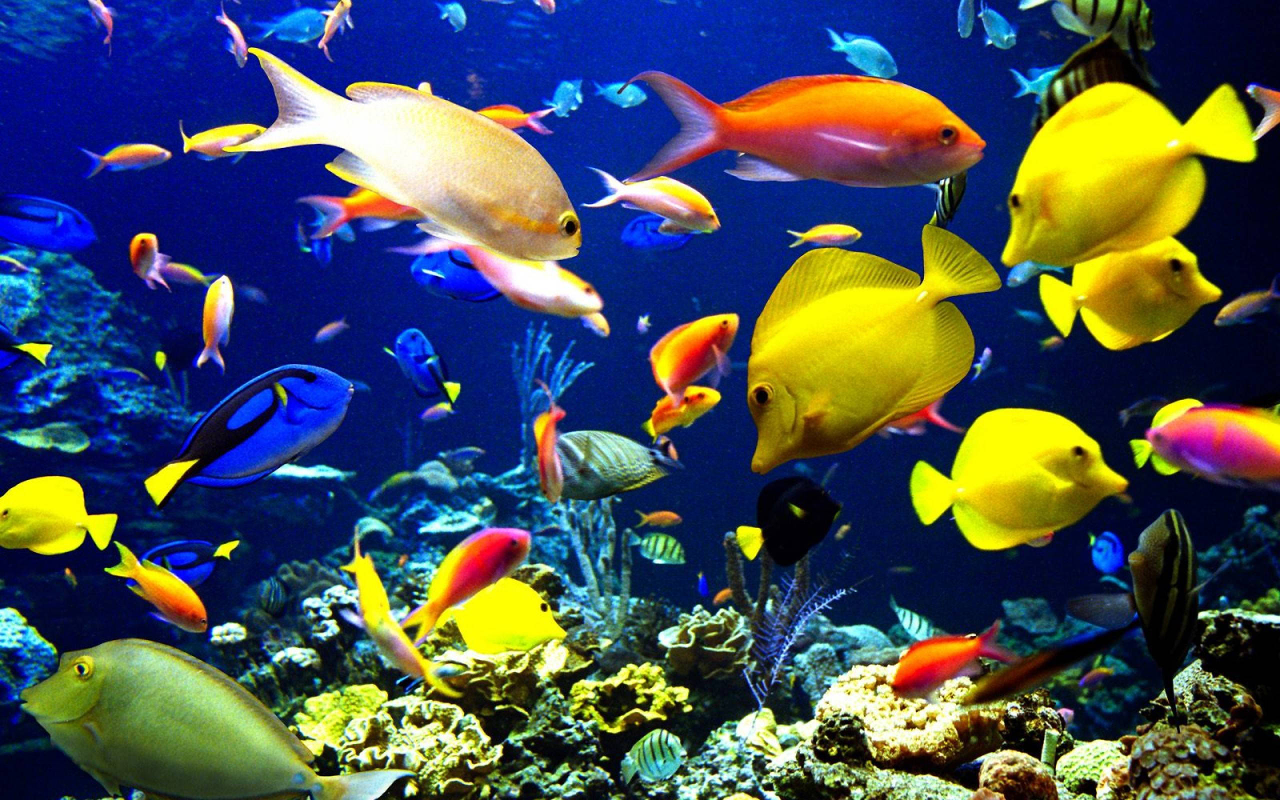 Peces Fríos y Vívidos Fondos de pantalla