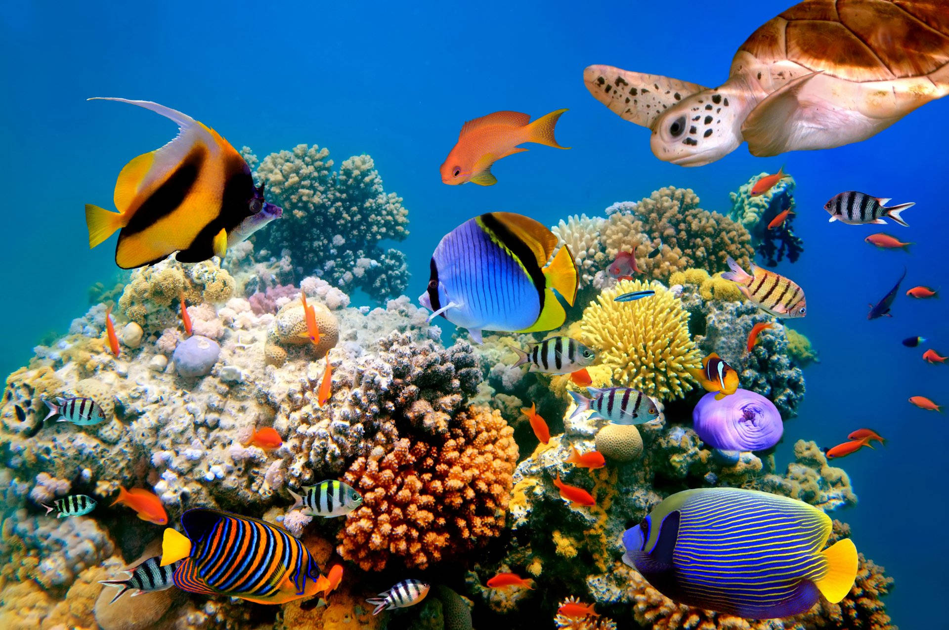 Peces geniales alrededor de los arrecifes de coral Fondos de pantalla