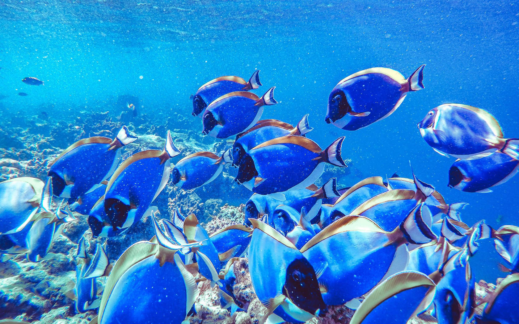 Peces geniales bajo el mar Fondos de pantalla