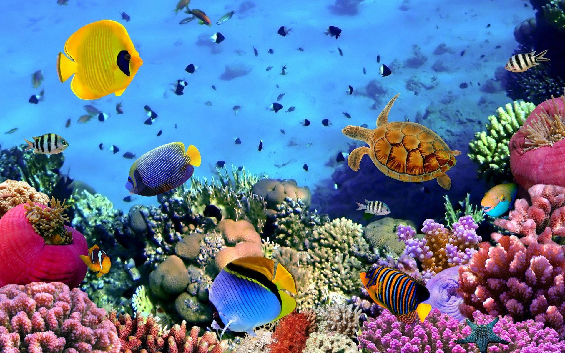 Peces geniales con arrecife Fondos de pantalla