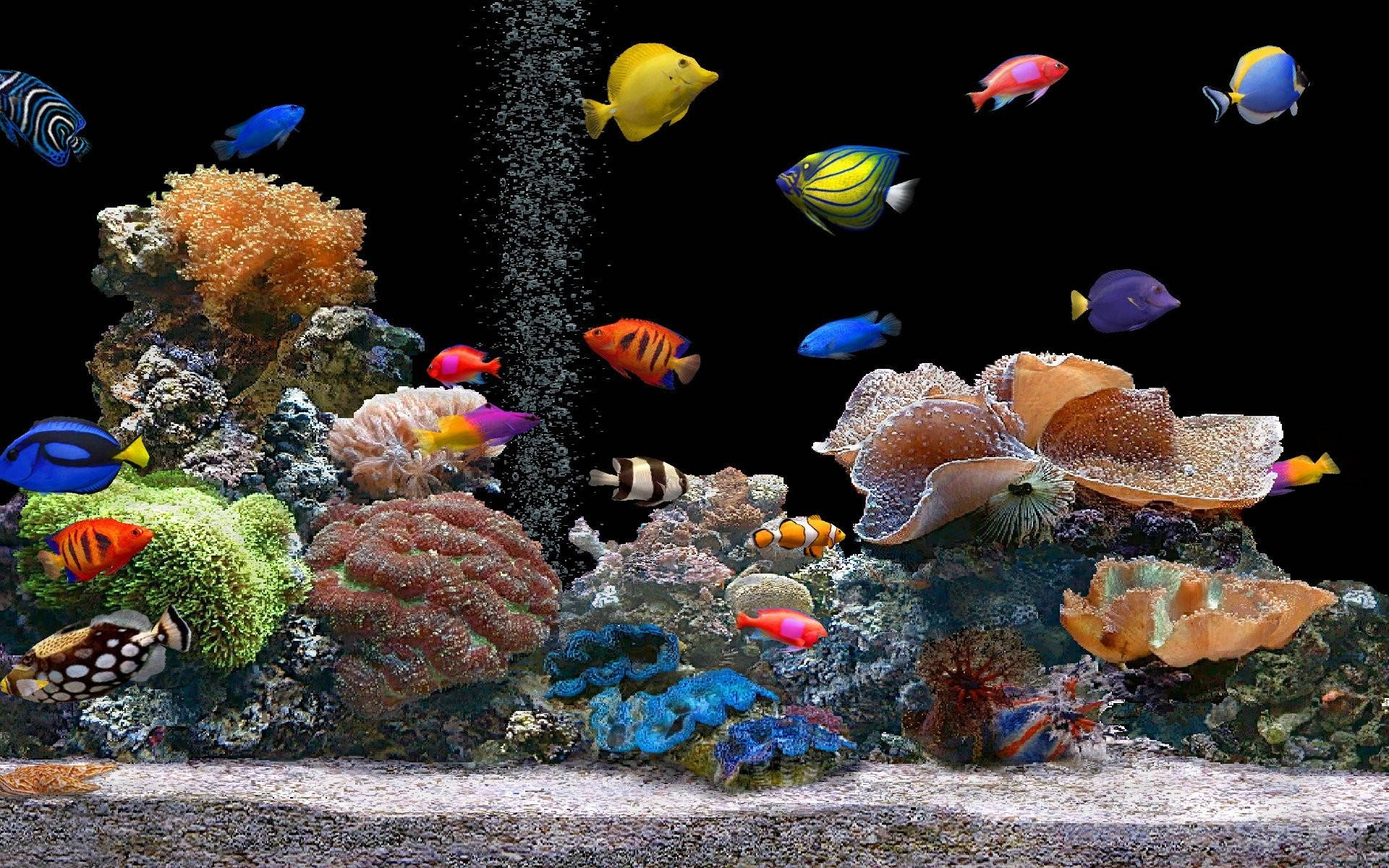 Peces geniales en el acuario Fondos de pantalla