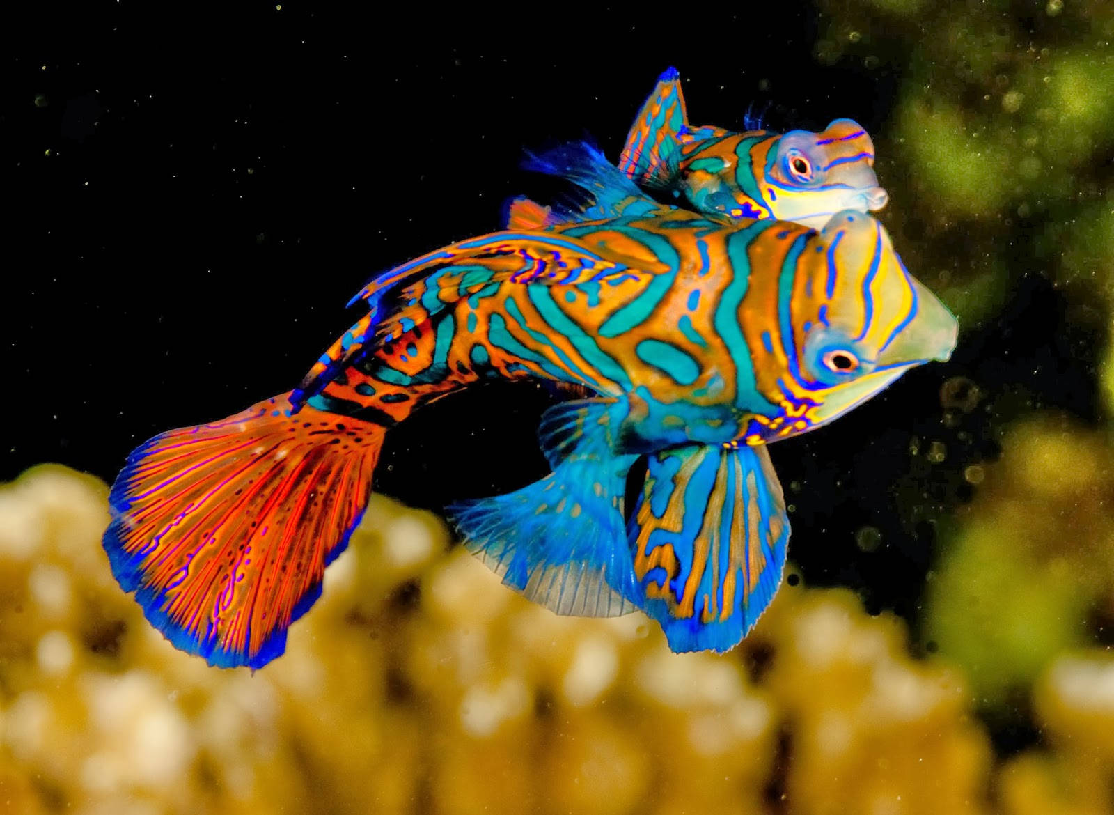 Peces geniales y vibrantes Fondos de pantalla