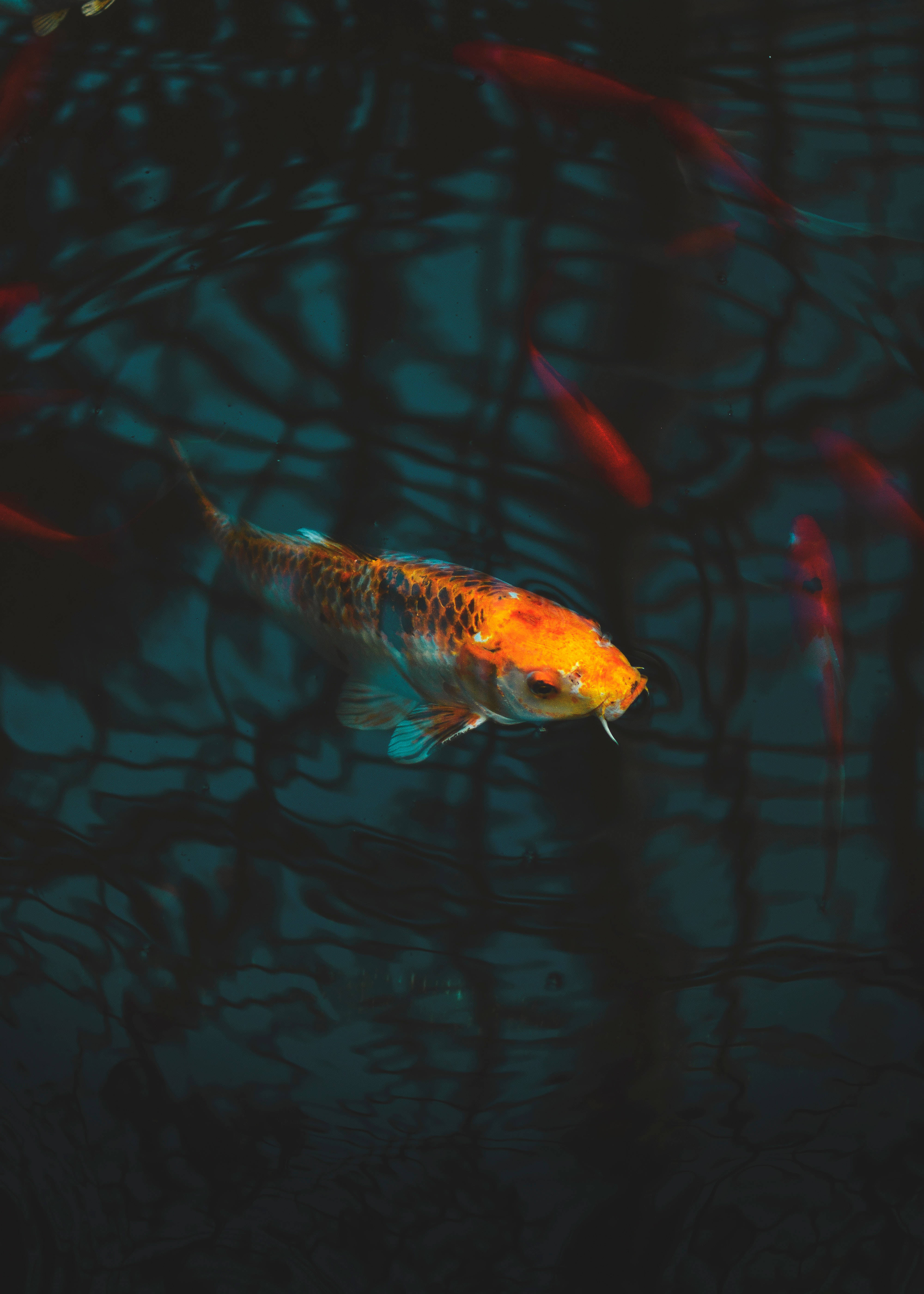 Peces Koi de Colores Nadando en Agua Cristalina Fondos de pantalla