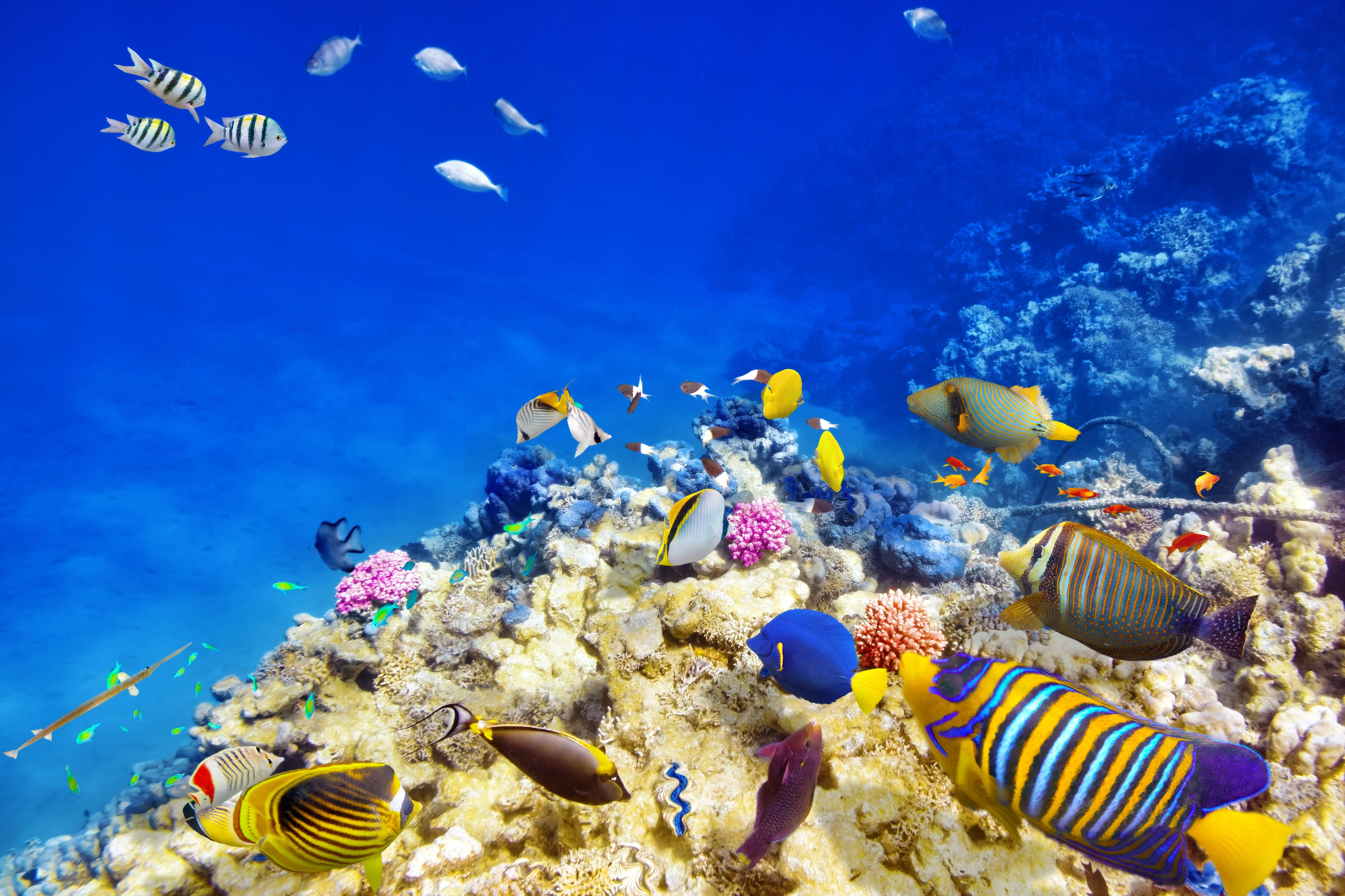 Peces Subacuáticos 4K Ultra HD Fondos de pantalla
