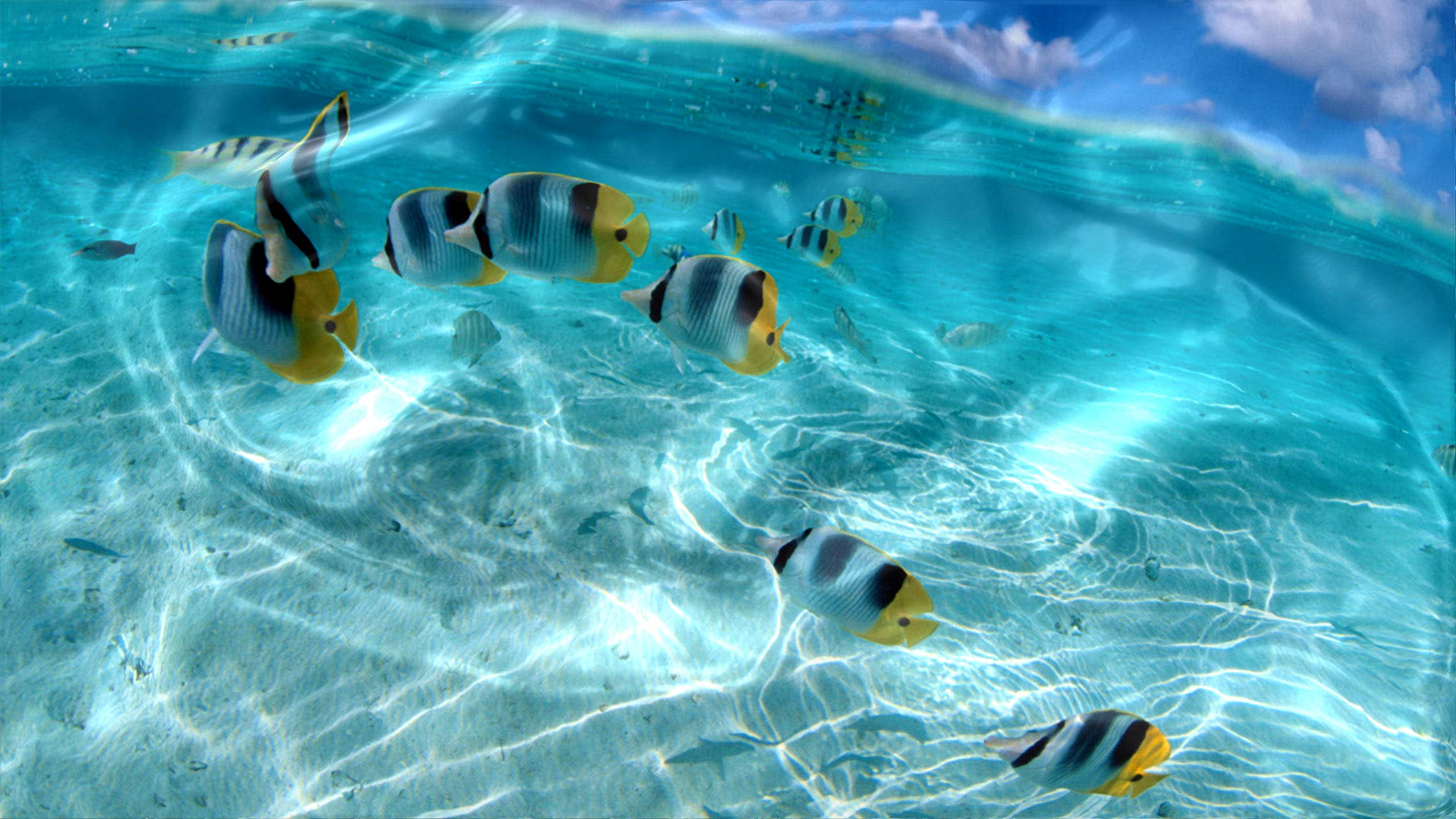 Peces tropicales interactivos Fondos de pantalla