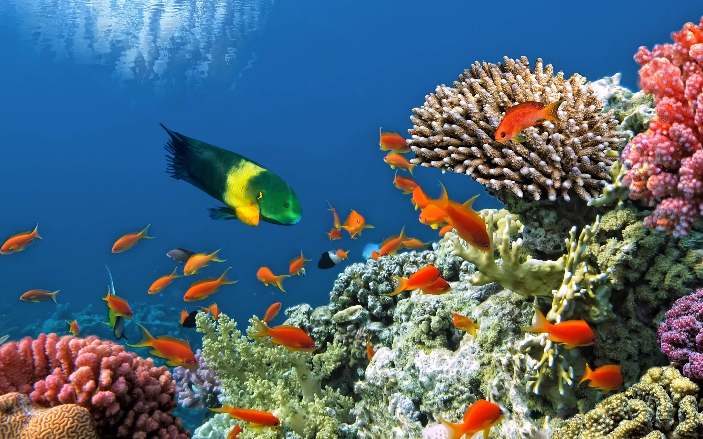 Peces tropicales en arrecife de coral Fondos de pantalla