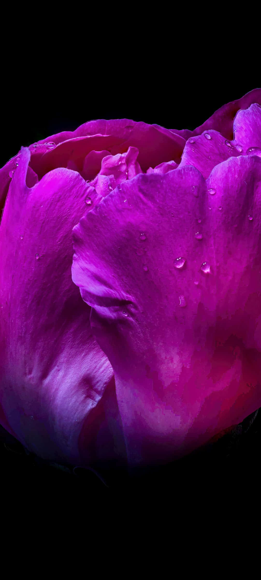 Peonía Mojada Negra y Rosa Fondos de pantalla