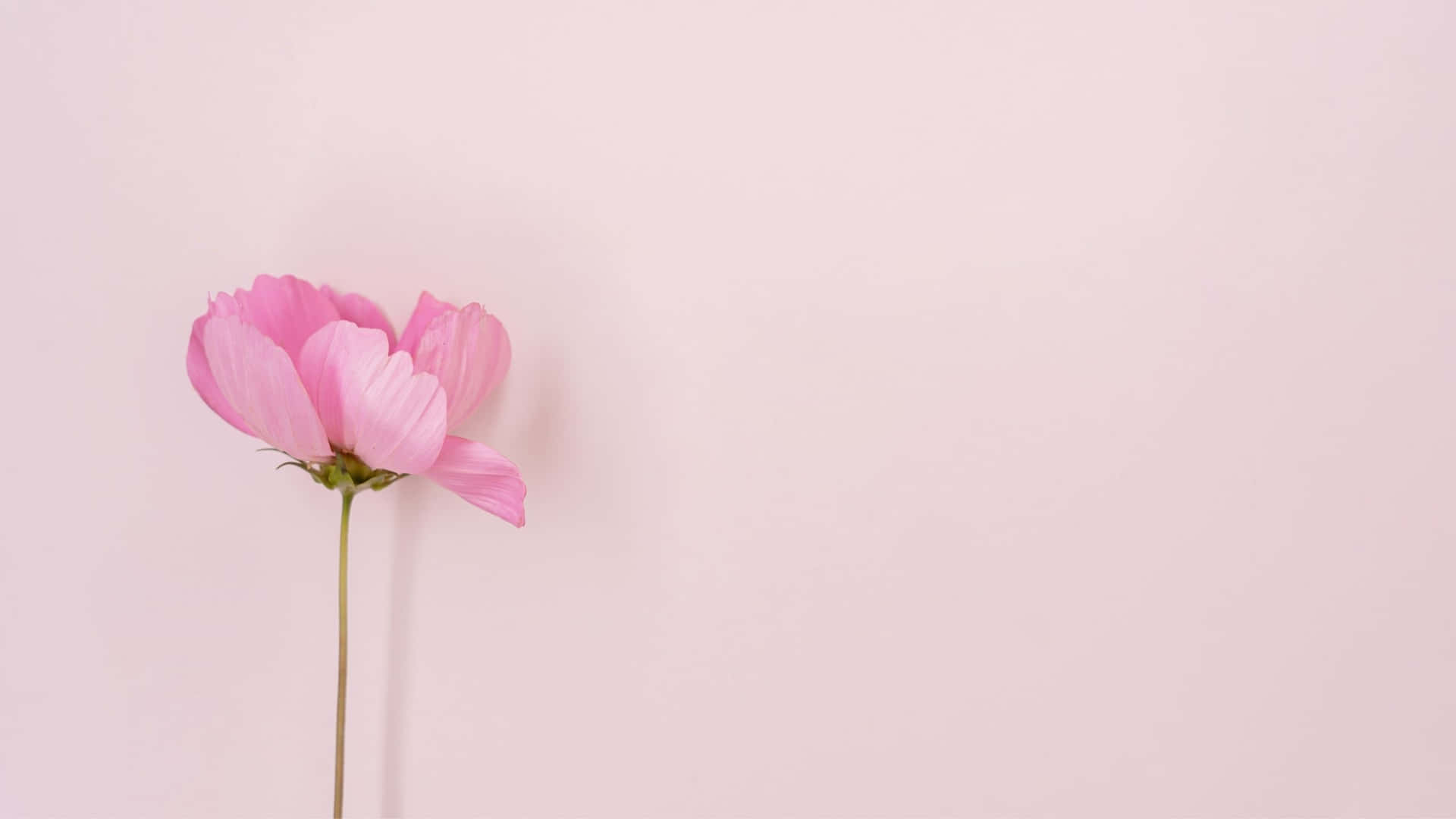 Fondo de pantalla estético rosa claro para computadora