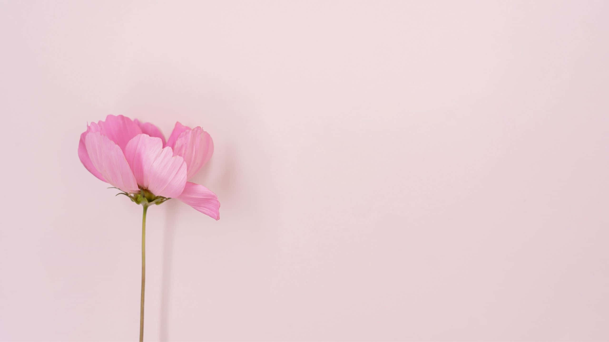 Peonía rosa claro estética para computadora Fondos de pantalla
