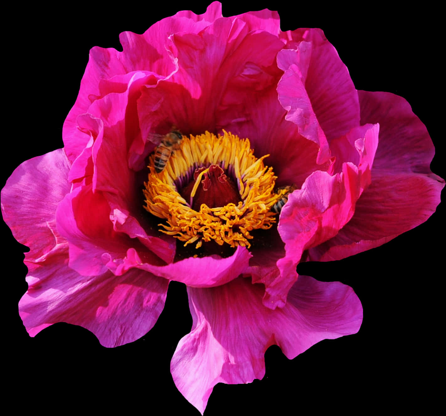 Peonía rosa vibrante con abeja Fondos de pantalla