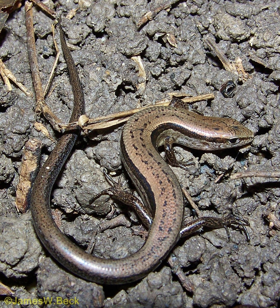 Pequeña lagartija marrón de tierra en Alabama Fondos de pantalla