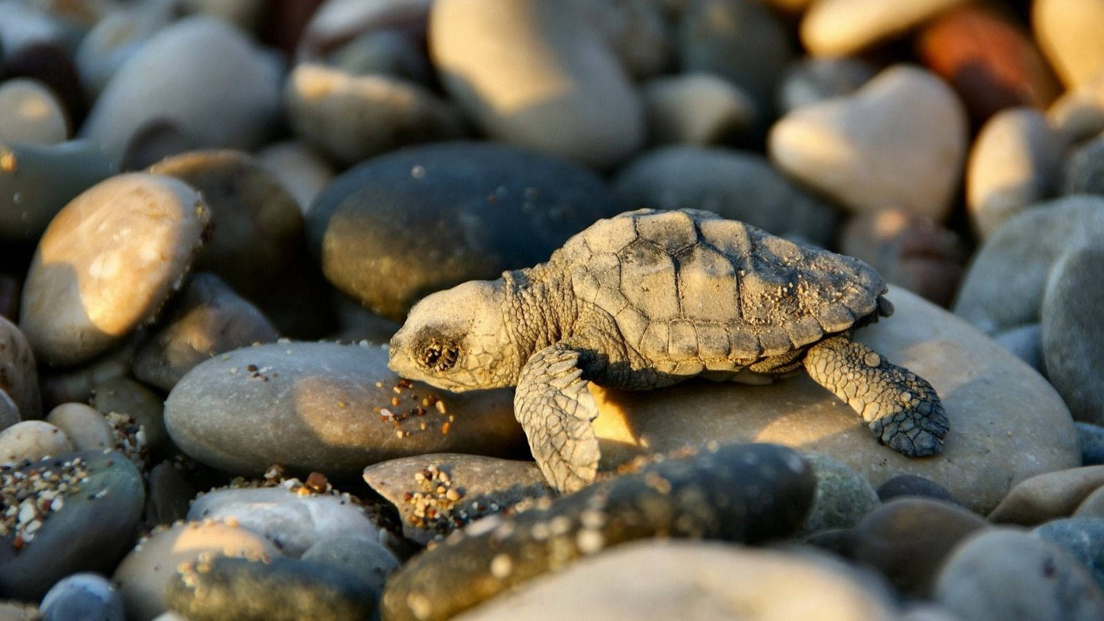 Pequeña Tortuga Genial en Costa Rocosa Fondos de pantalla