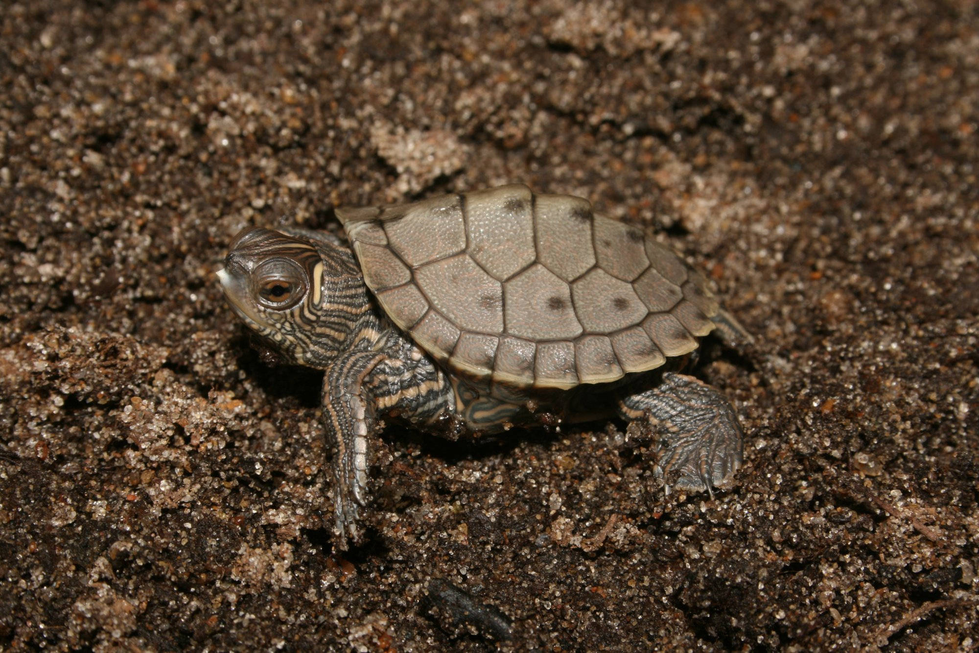 Pequeña Tortuga Mapa Falsa Fondos de pantalla