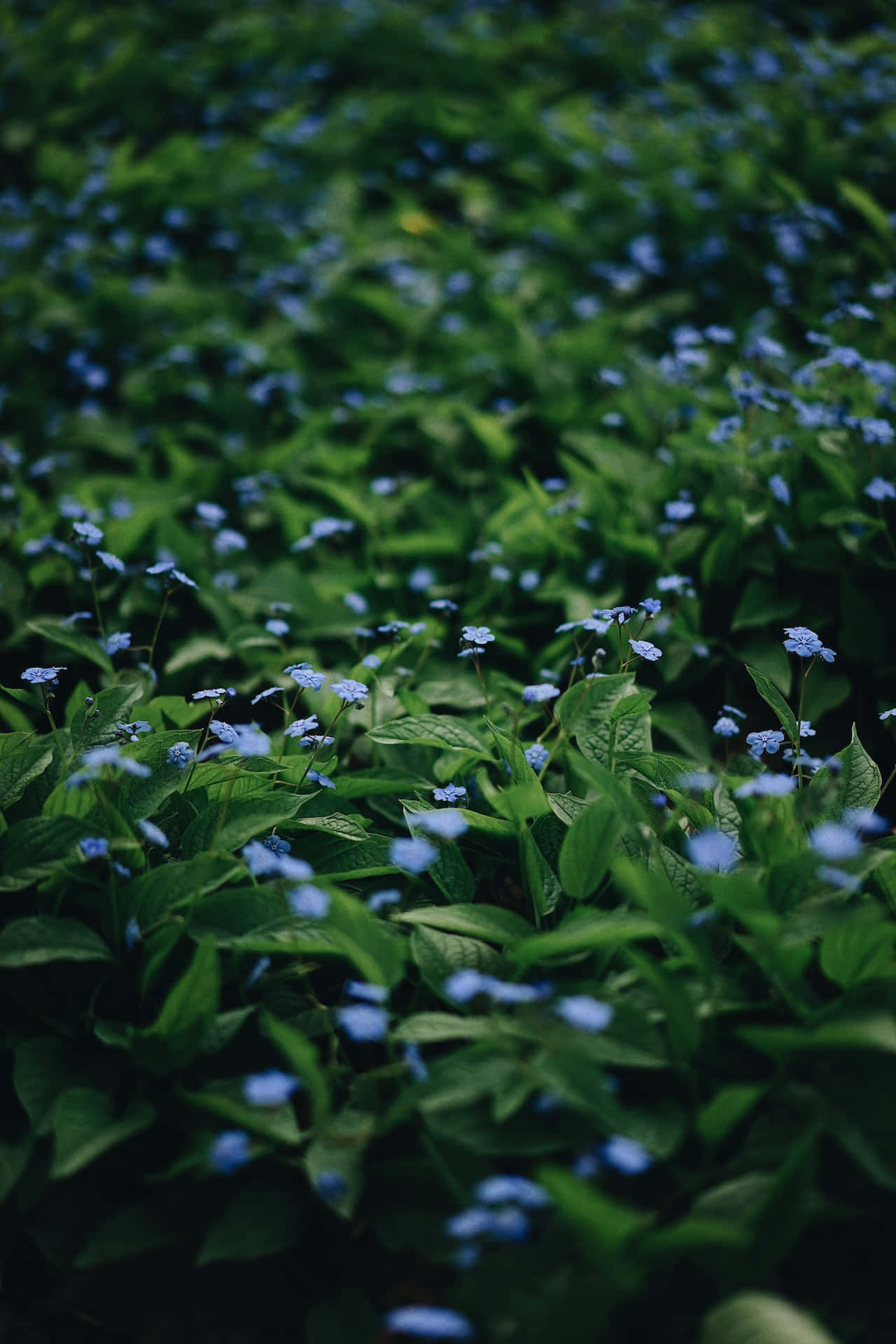 Pequeñas Flores Azules para Teléfono Fondos de pantalla