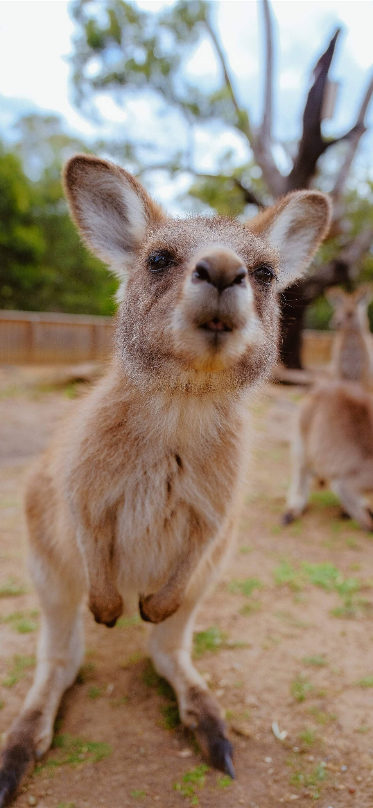 Pequeño Joey Canguro Fondos de pantalla
