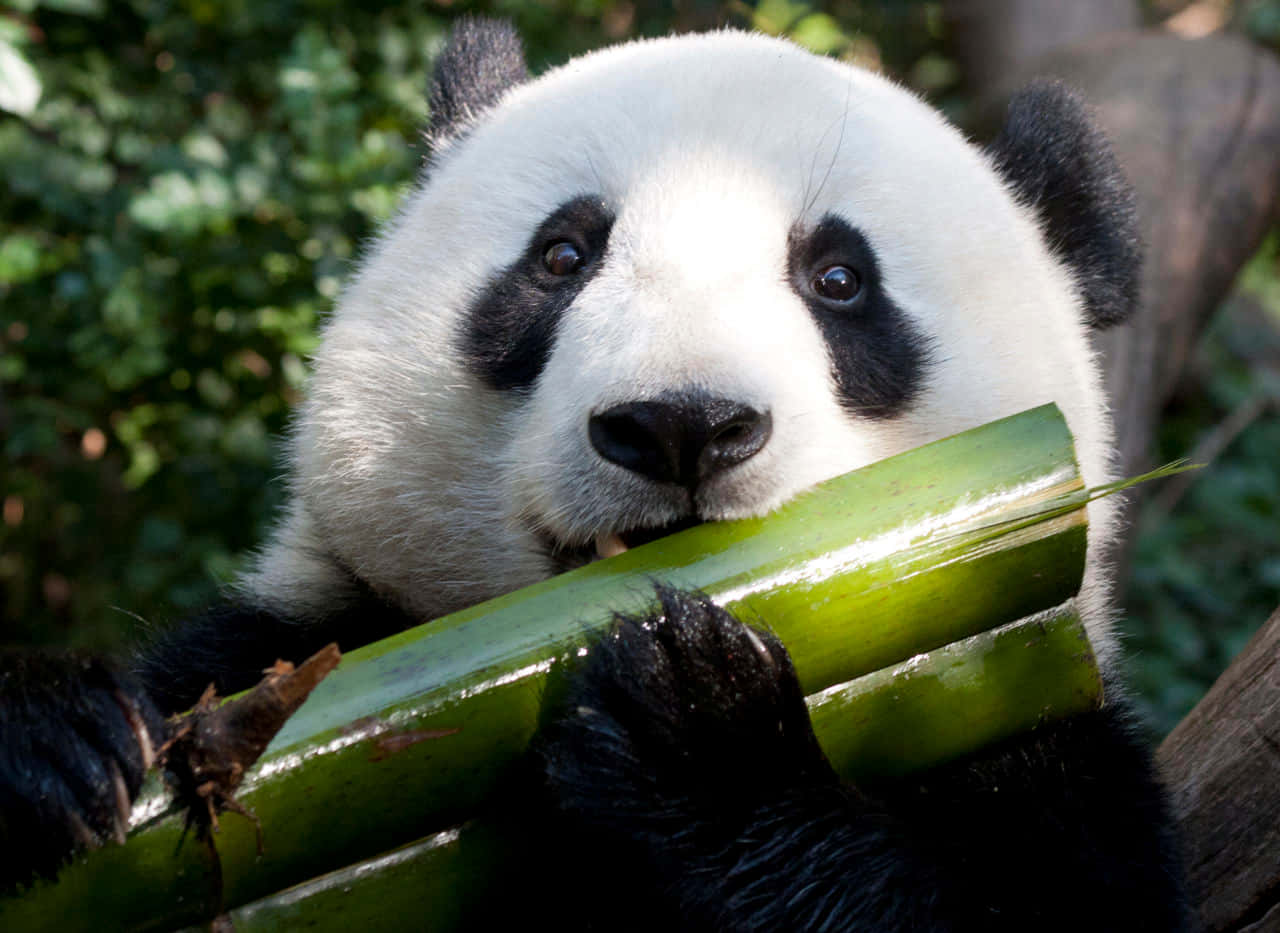 Pequeño oso panda disfruta de una cita de juego al mediodía Fondos de pantalla