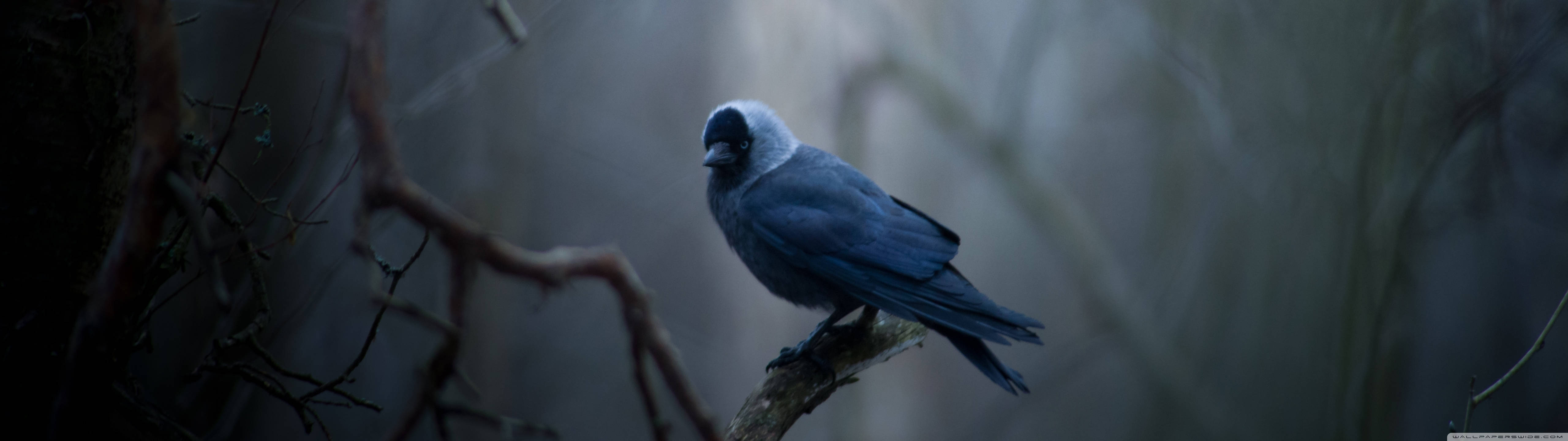Pequeño pájaro azul Fondos de pantalla