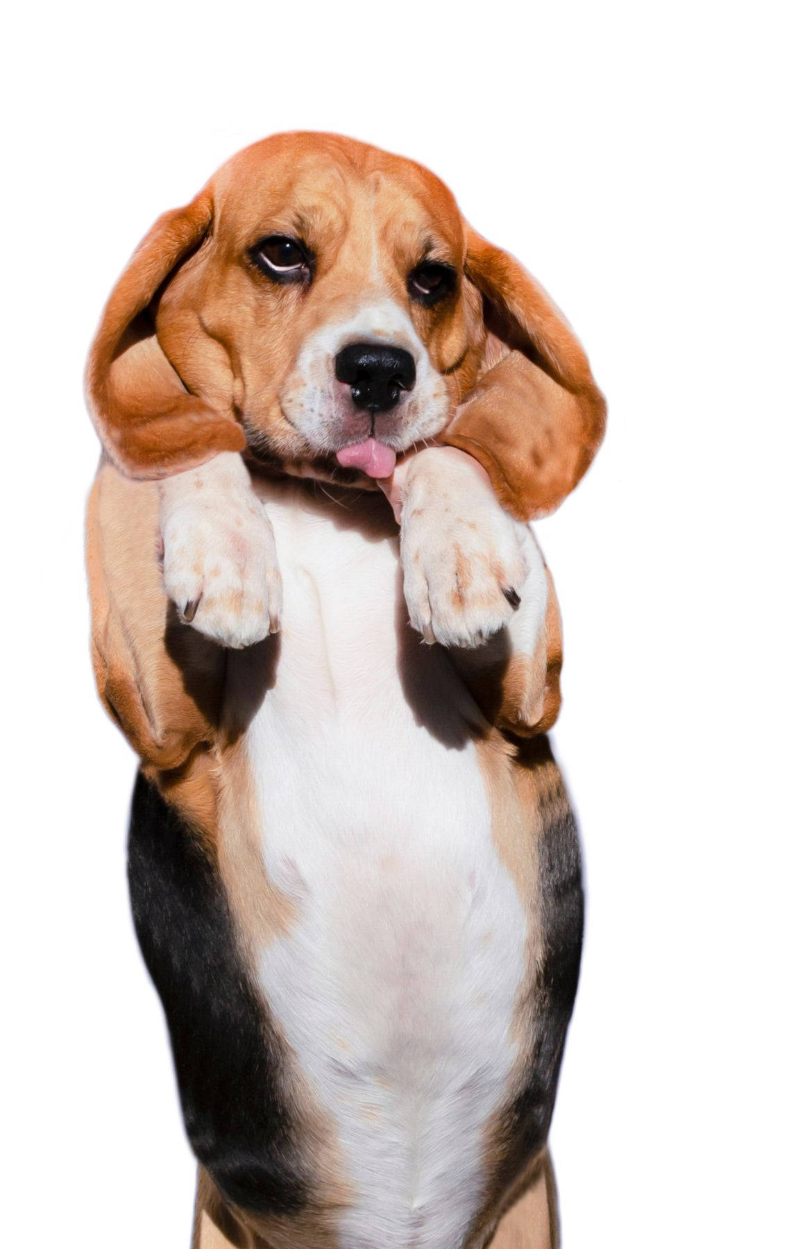 Pequeño Perro Beagle de Pie Fondos de pantalla