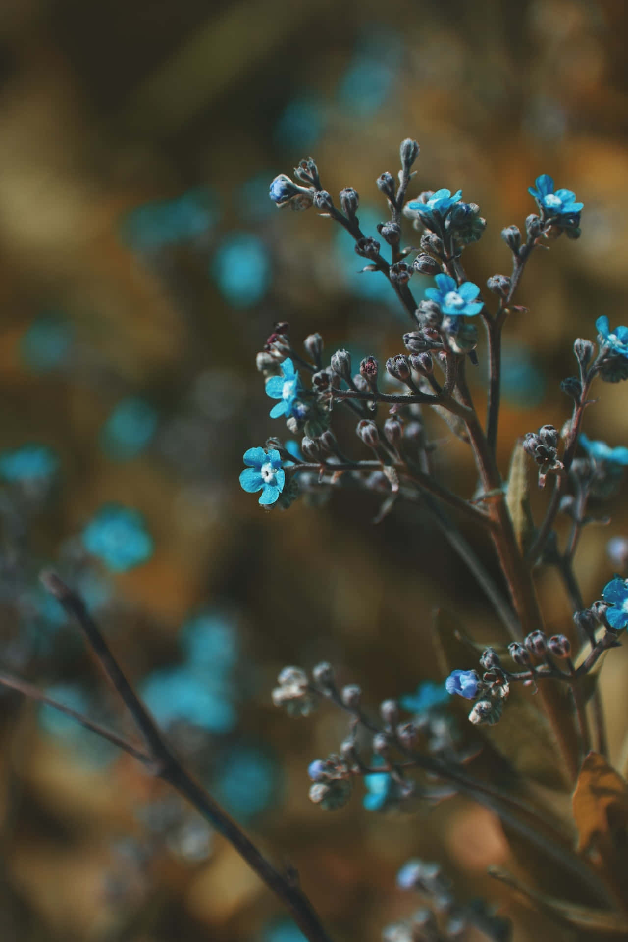 Pequeños Brotes Azules para Teléfono Fondos de pantalla