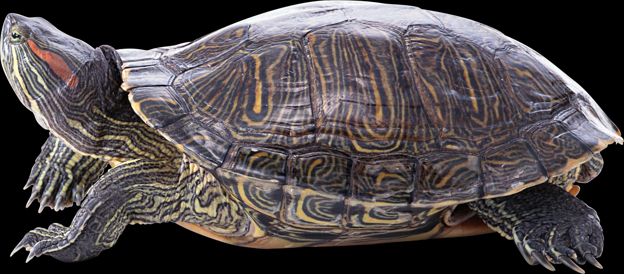 Perfil de Tortuga de Orejas Rojas Fondos de pantalla
