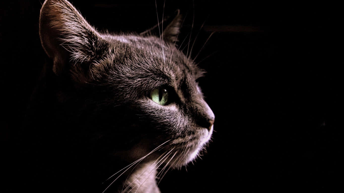 Perfil lateral de gato negro doméstico Fondos de pantalla