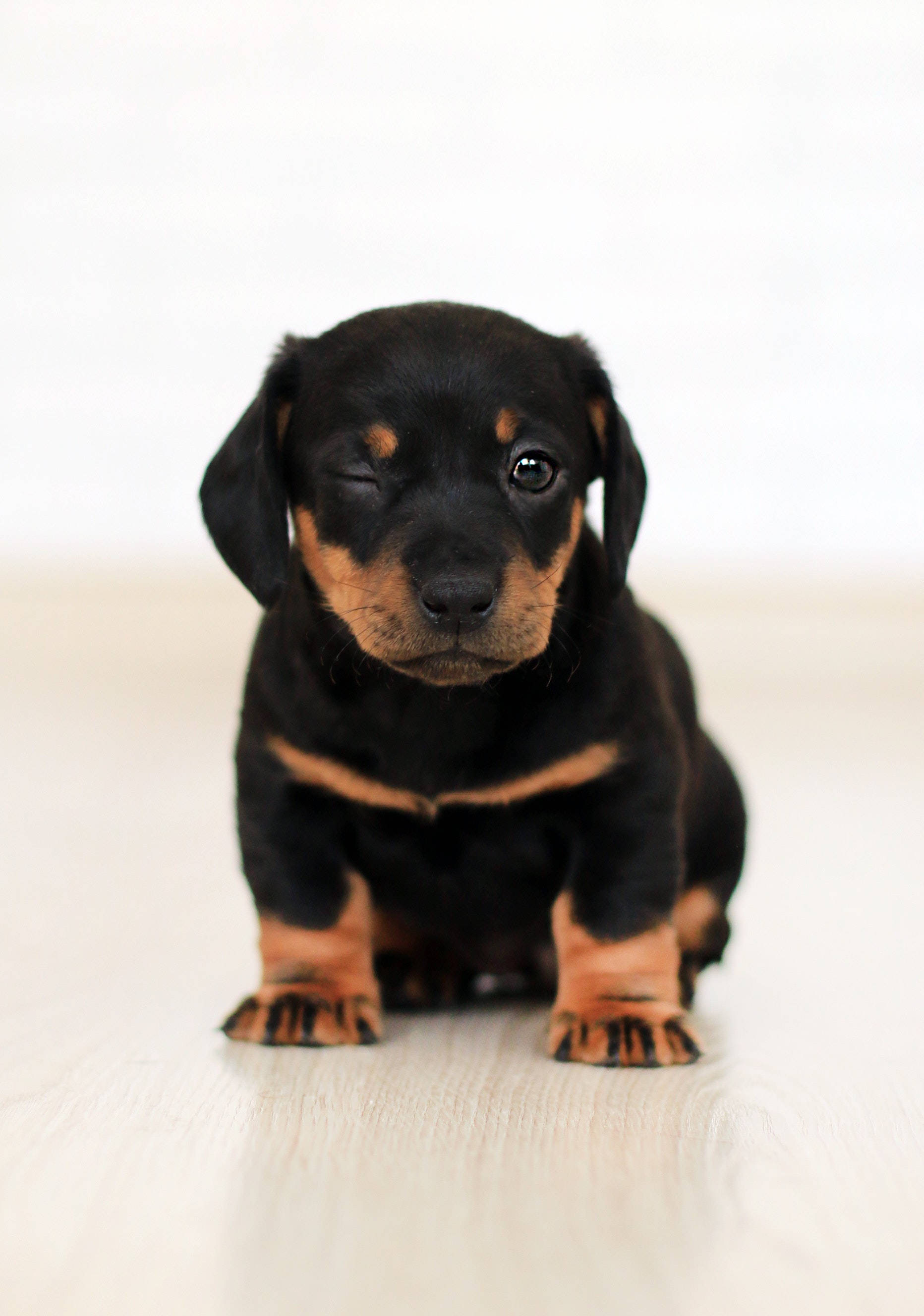 Perrito Salchicha Cachorro Lindo Fondos de pantalla