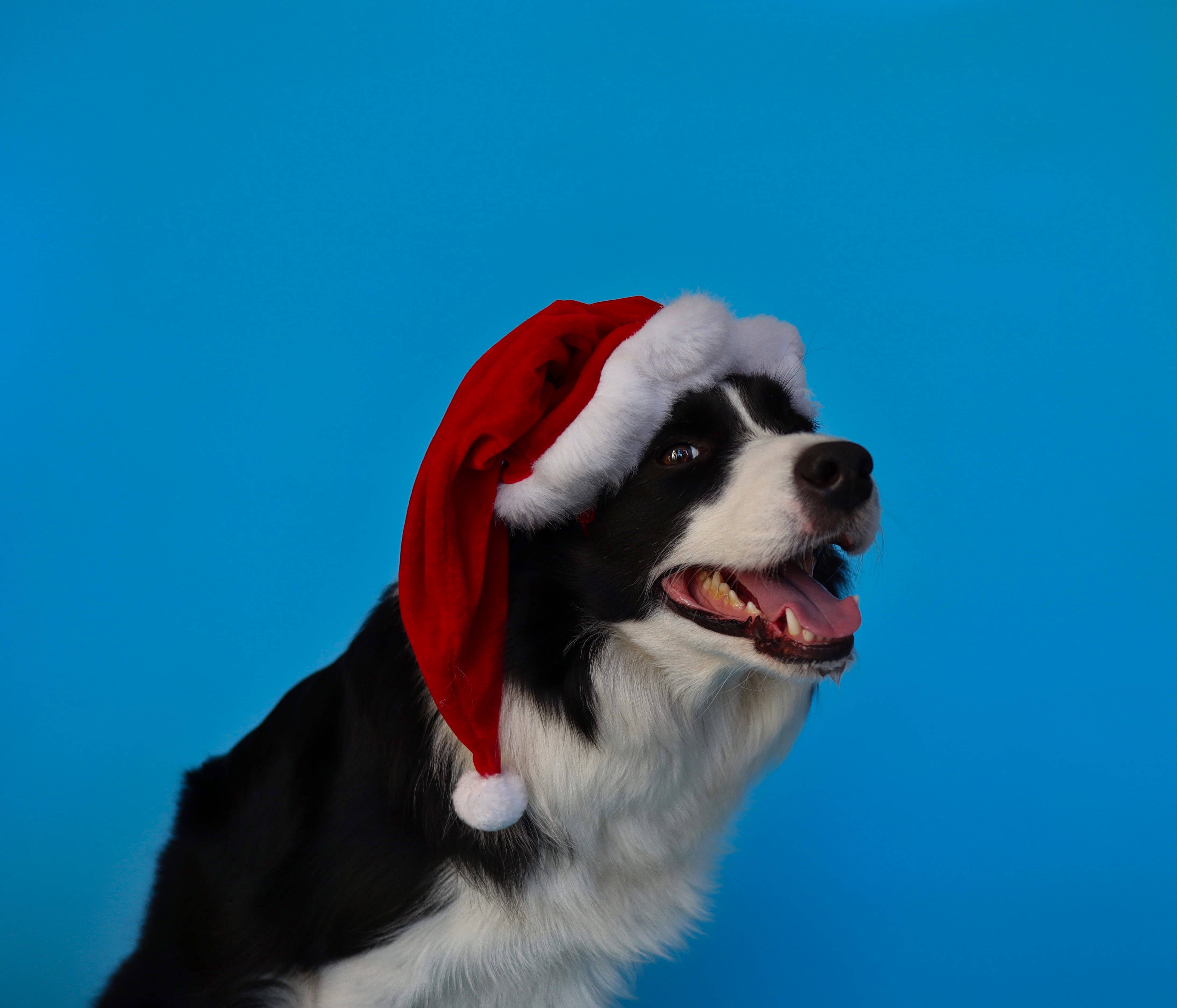 Perro Azul Lindo con Gorro de Santa Fondos de pantalla