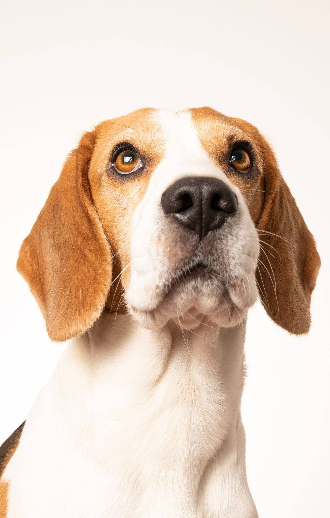 Perro Beagle con Barbilla Levantada Fondos de pantalla