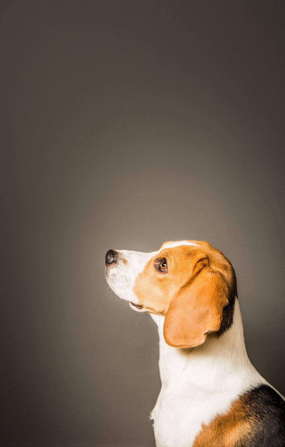 Perro Beagle de Perfil Fondos de pantalla