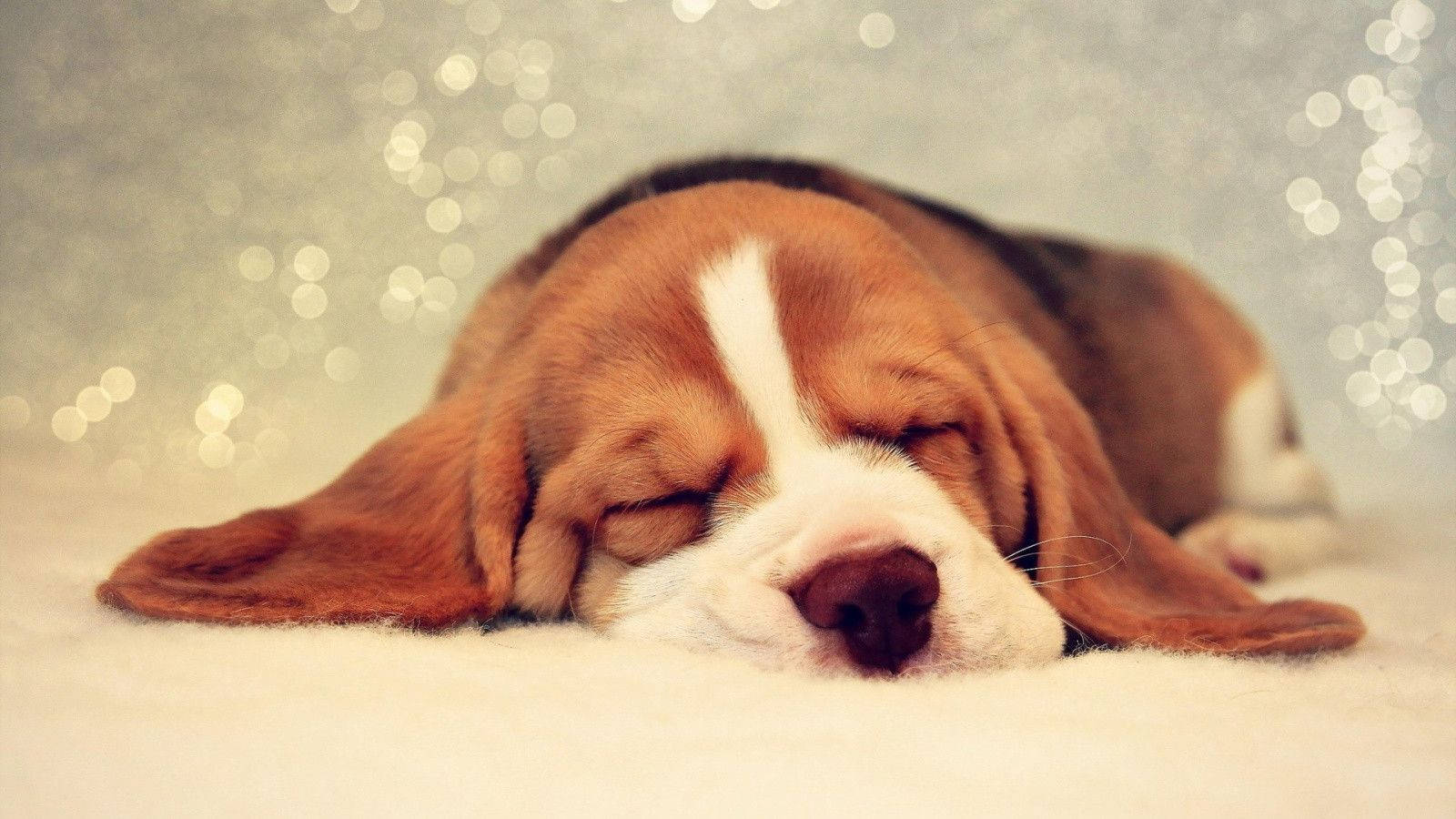 Perro Beagle Durmiendo Tierno Fondos de pantalla
