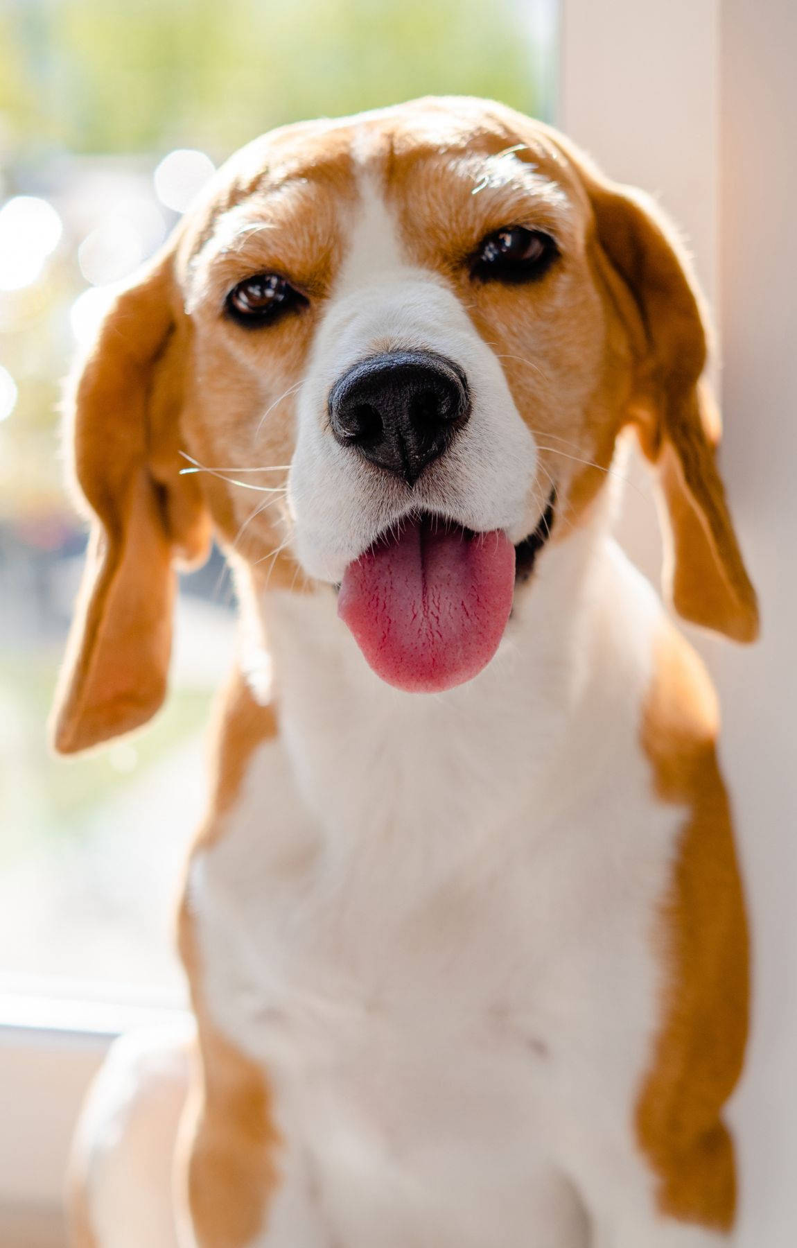 Perro Beagle Lindo con Lengua Afuera Fondos de pantalla