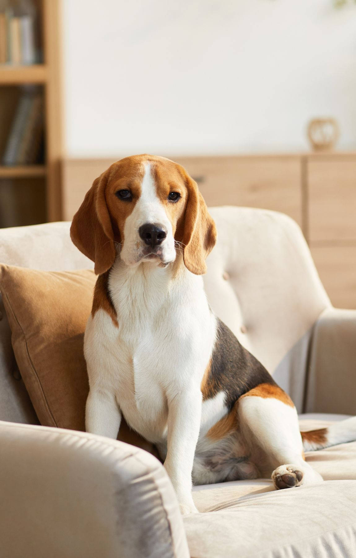 Perro Beagle Sentado en el Sofá Fondos de pantalla