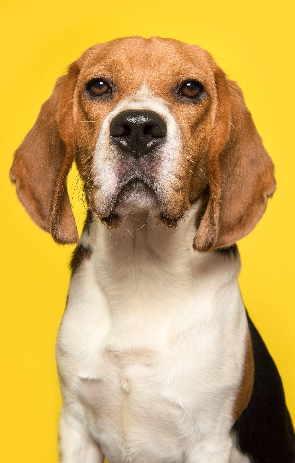 Perro Beagle sobre Fondo Amarillo Fondos de pantalla